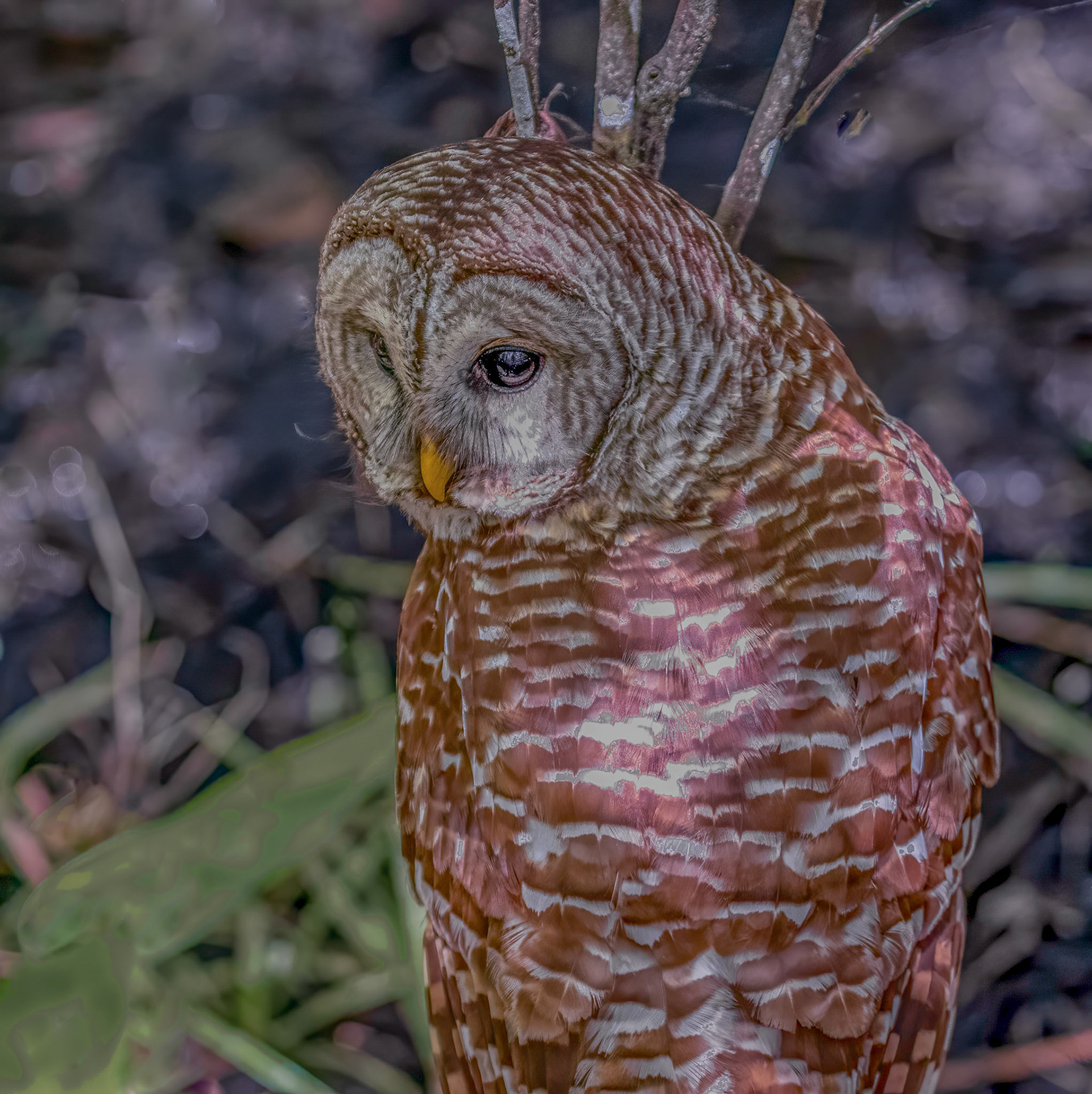 Barred Owl
