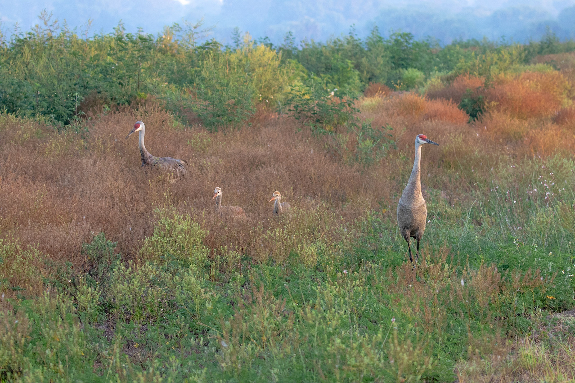 The oldest Sandhill Crane on record was at least 36 years, 7 months old.