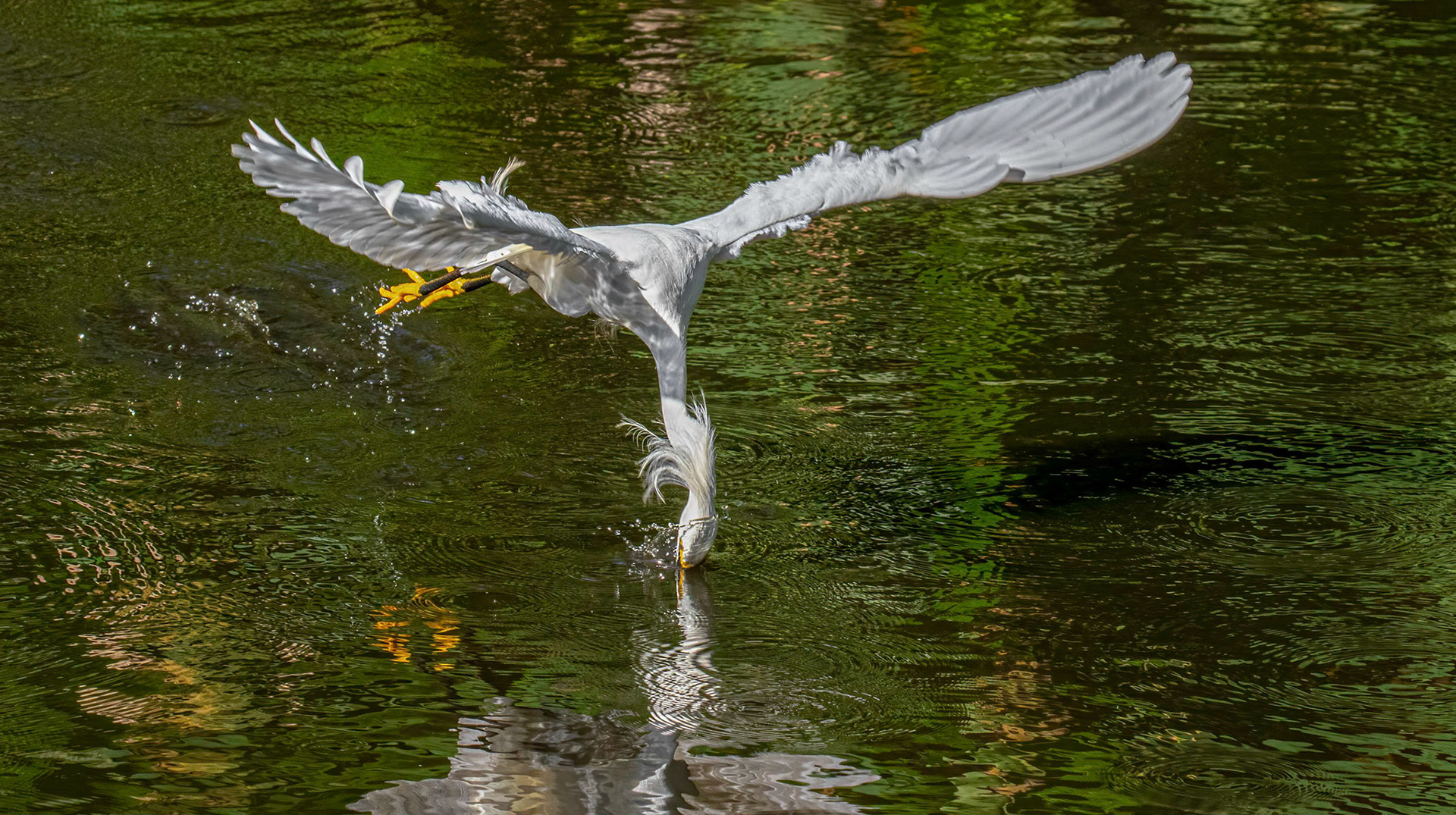Snowy Egret - Feeding Sequence