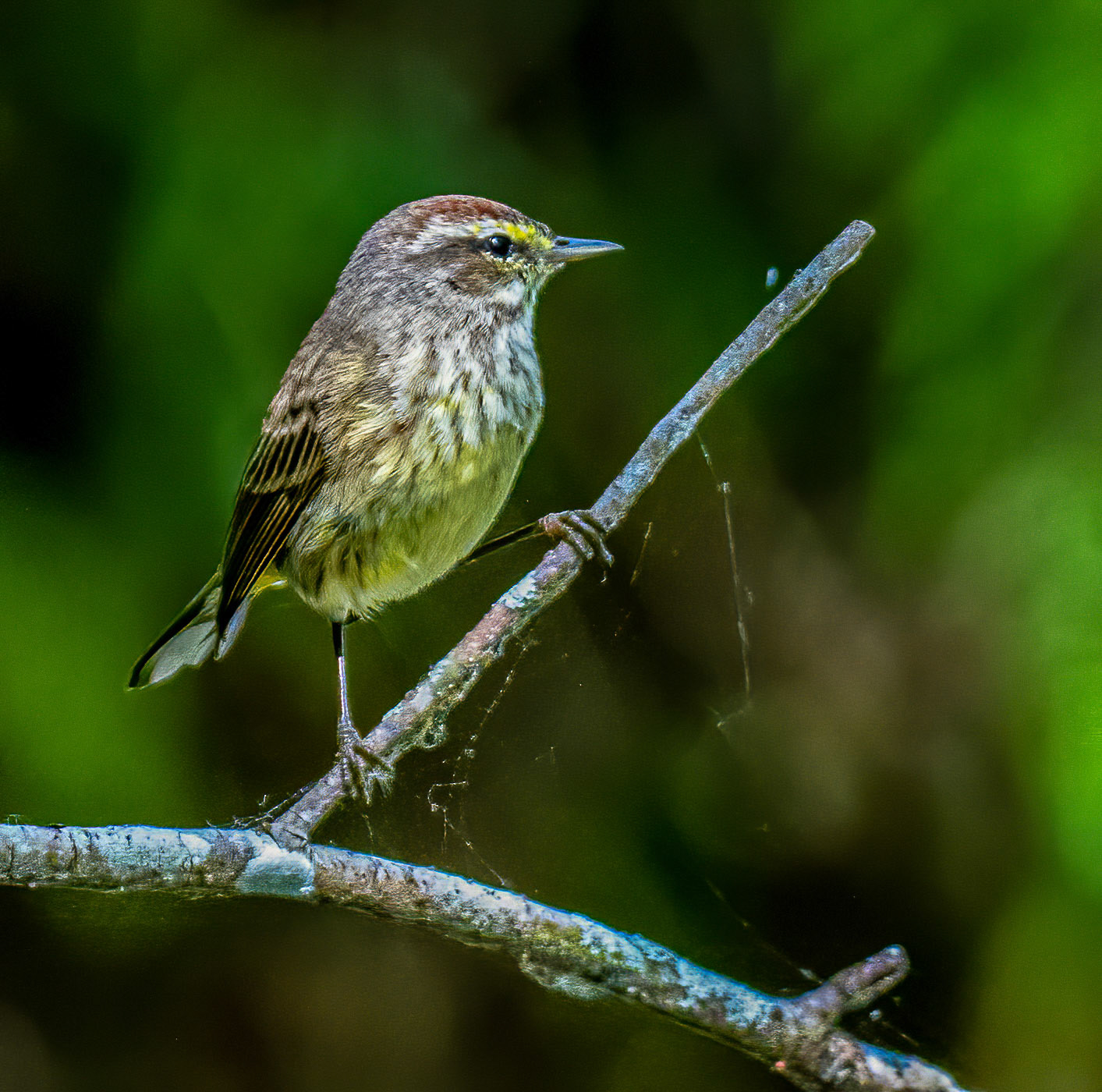 Palm Warbler