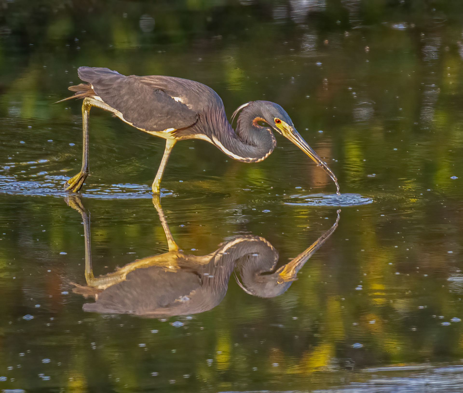 Tricolored Heron