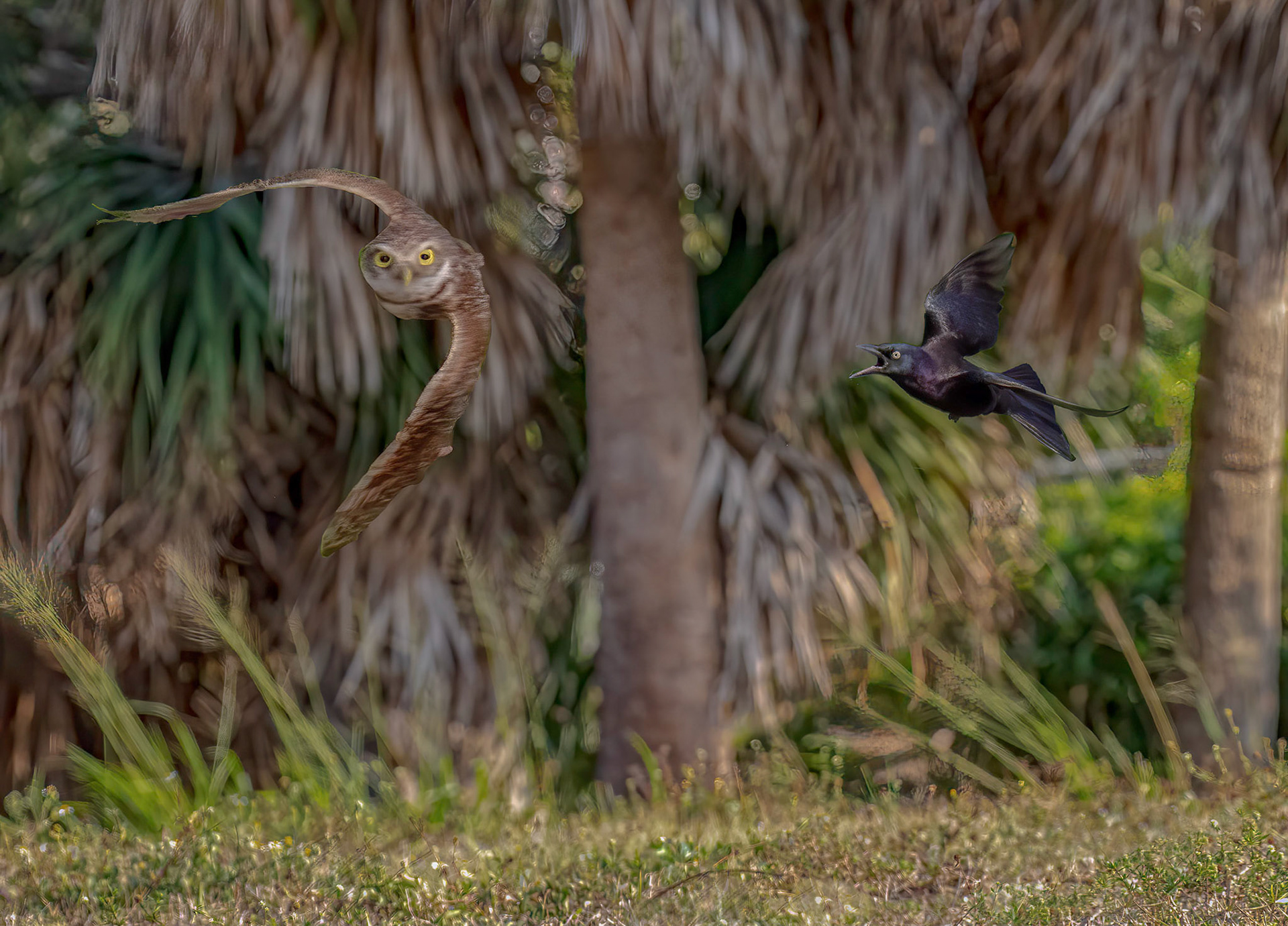 The Chase Back to the Nest