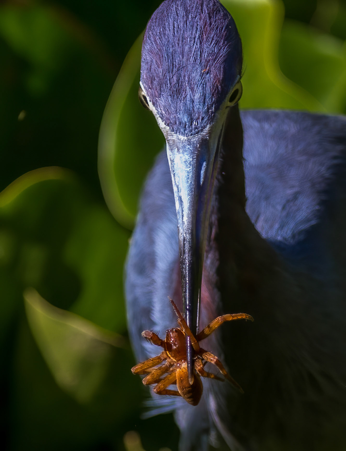 Funnel Weaver & Little Blue Heron