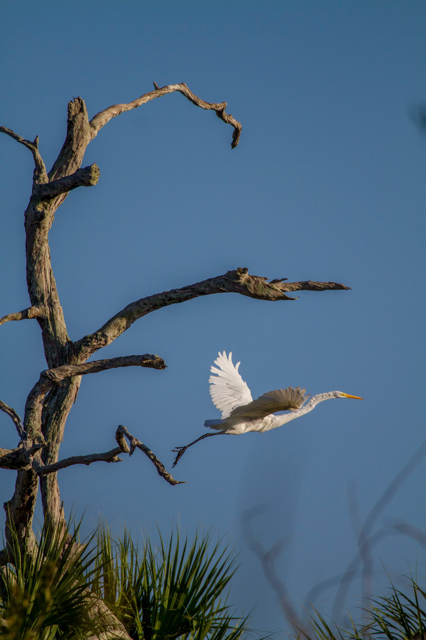Great Egret