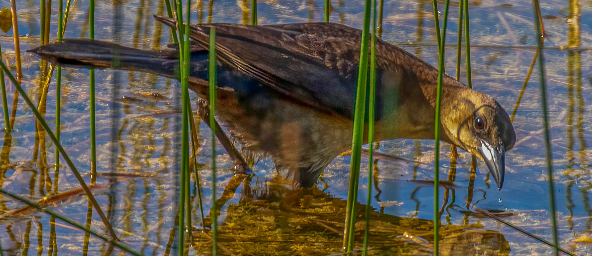 Boat-tailed Grackle - Female
