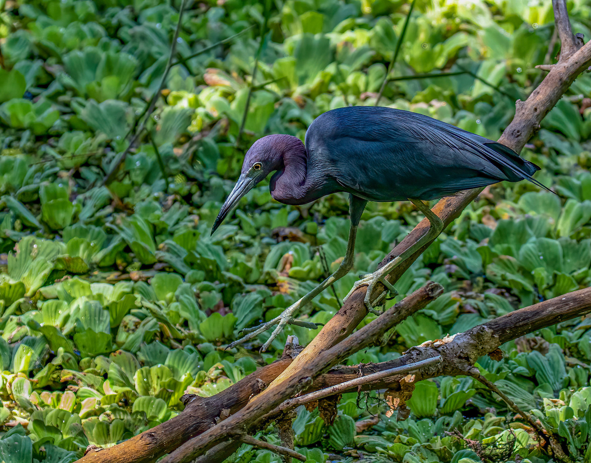 Little Blue Heron