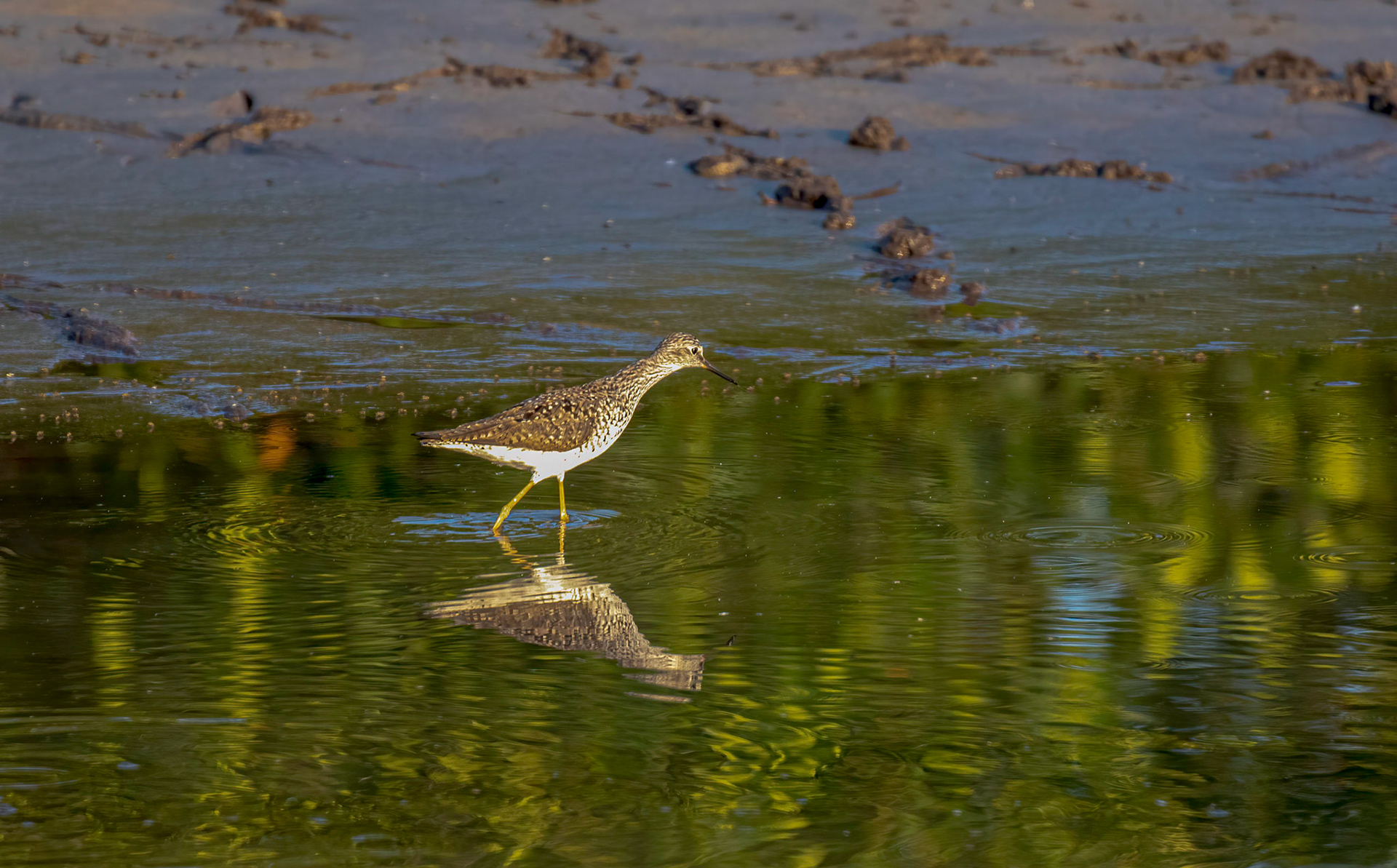 Yellowlegs wades comfortably in shallow water