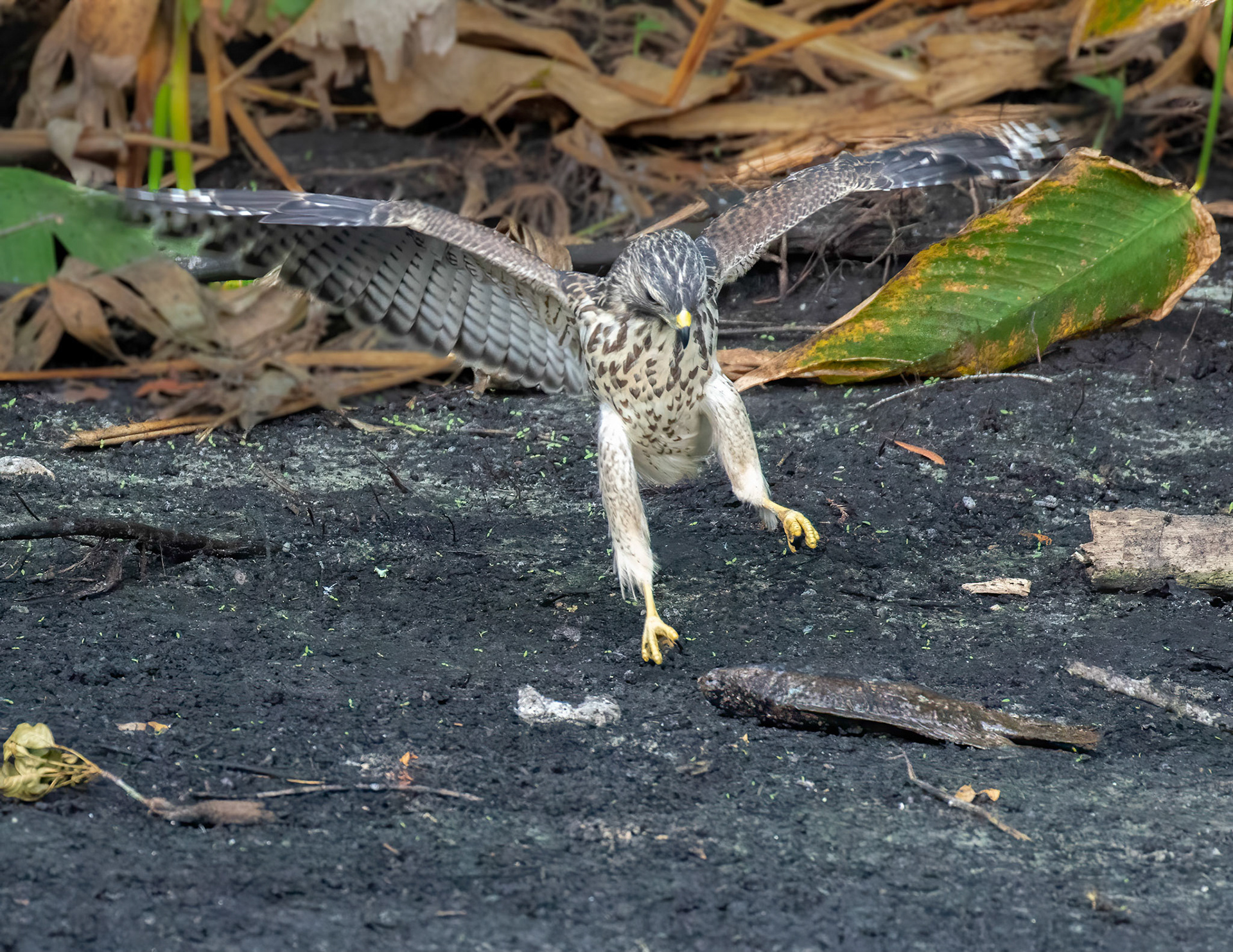 Young Red-shouldered Hawk takes advantage of the drought