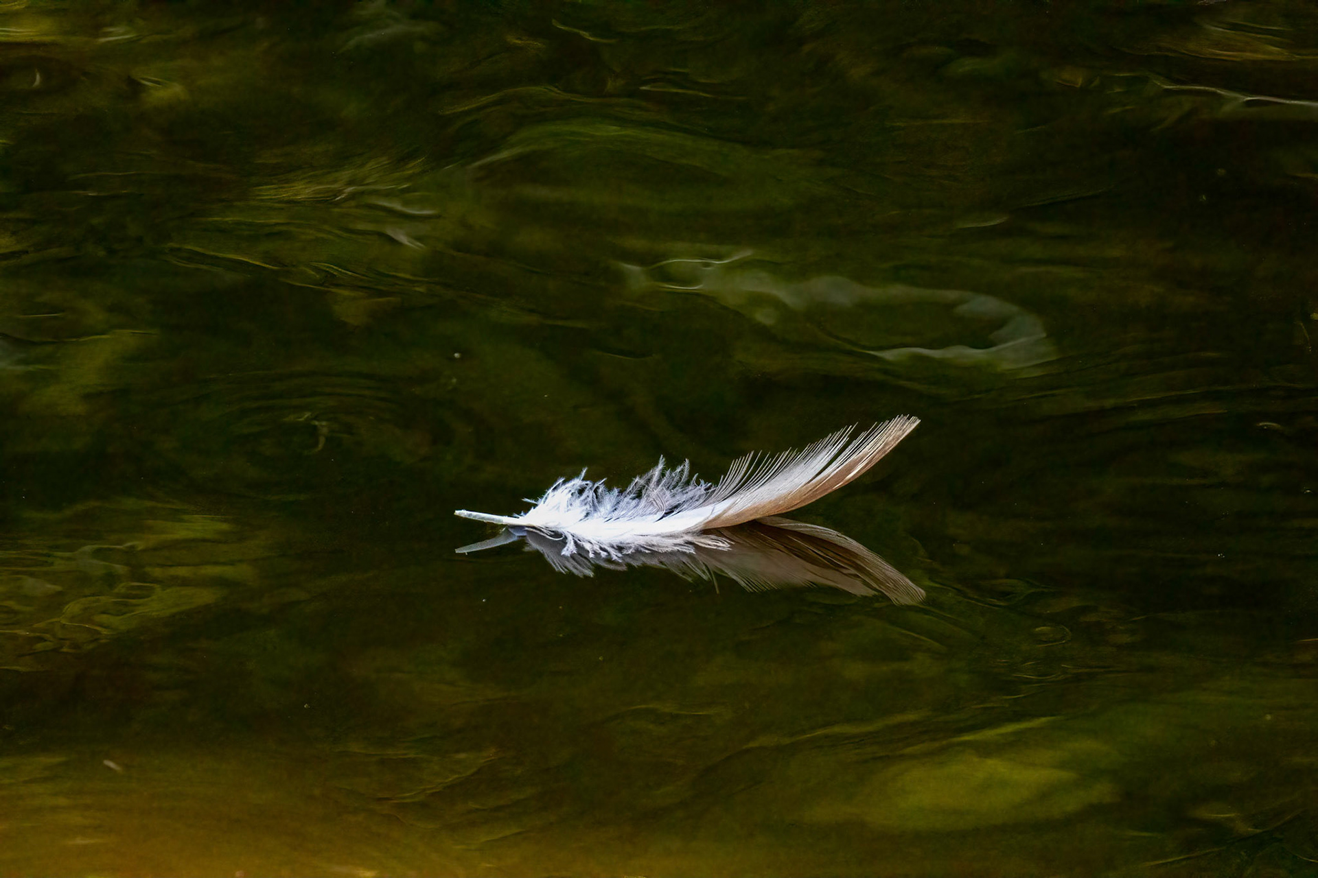 Feathered Vessel