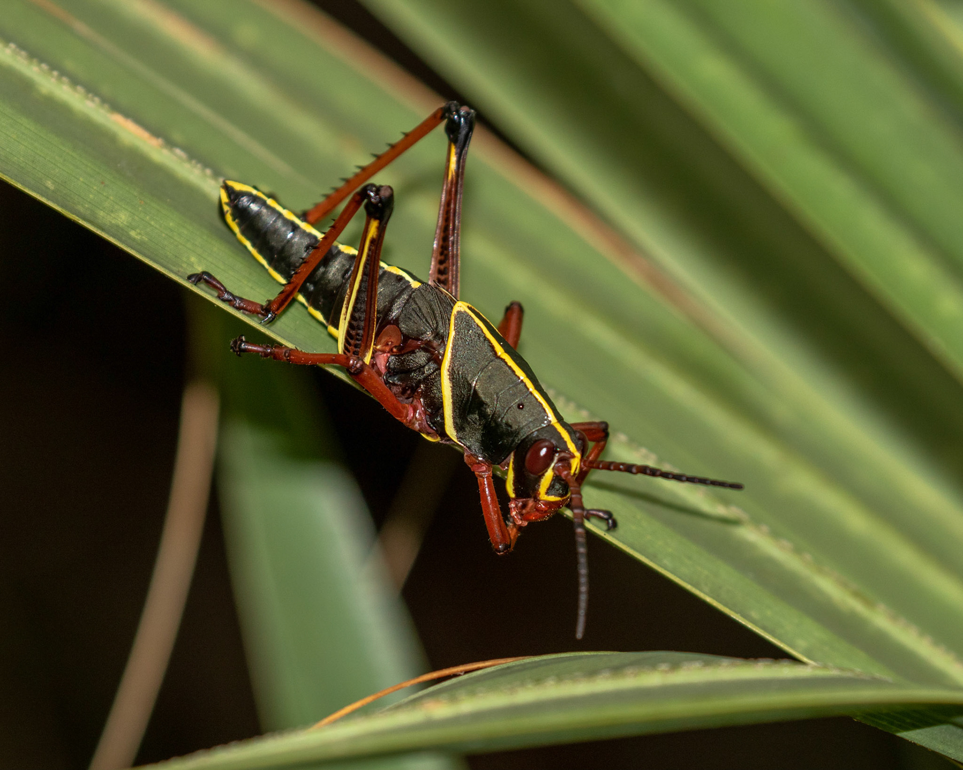 Horse Lubber Grasshopper