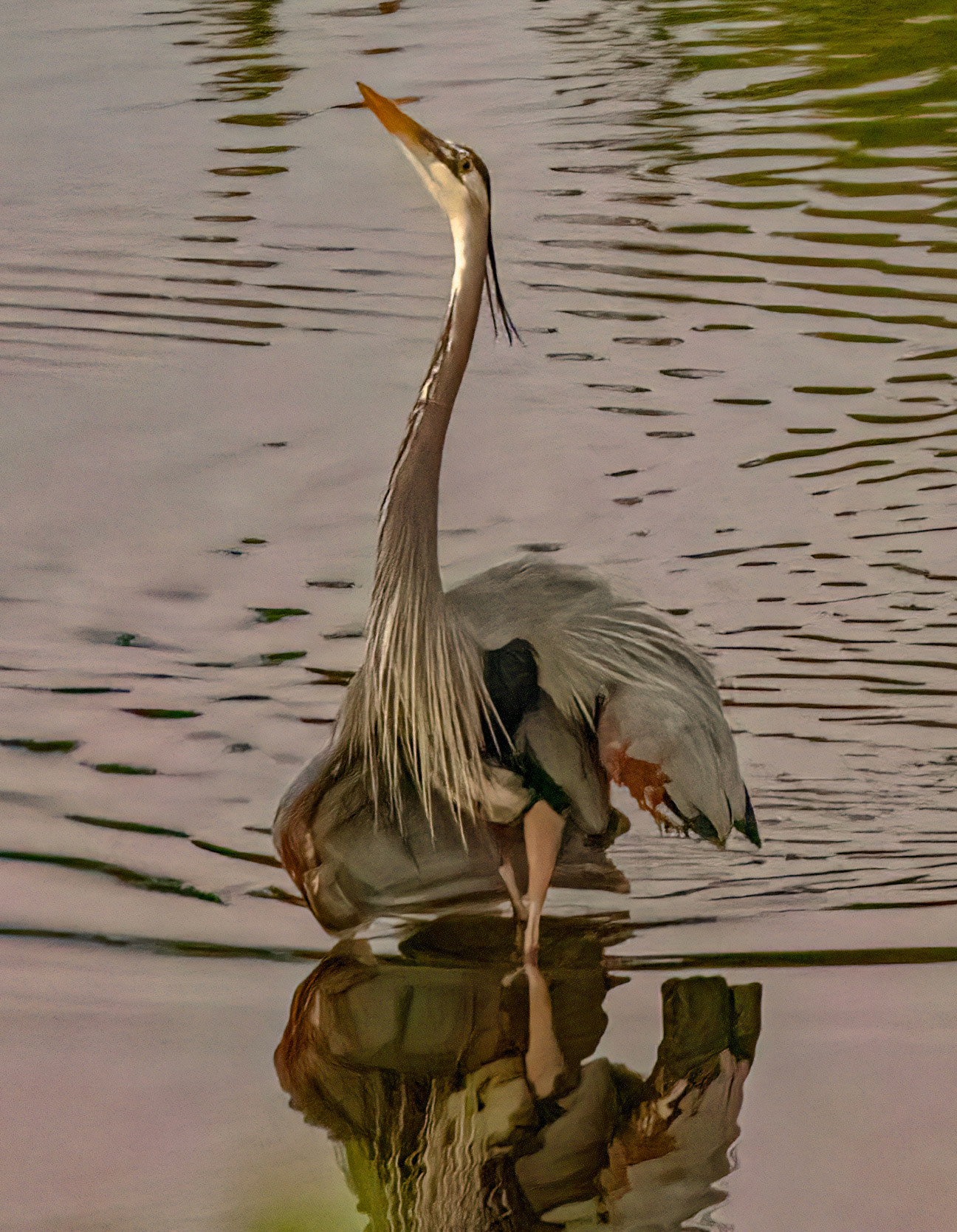 Great Blue Heron male in courtship dance