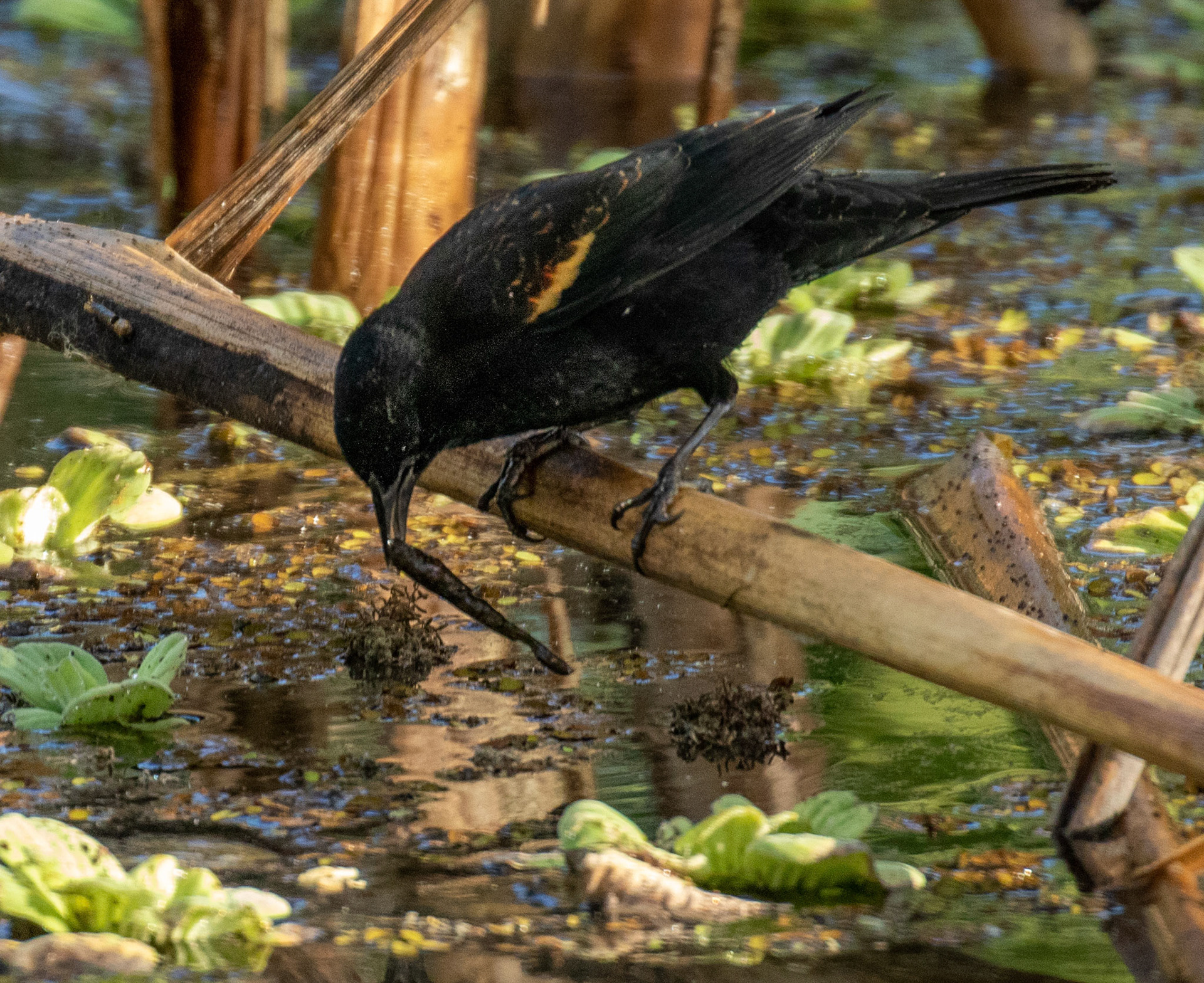 Red-winged Blackbird - non-breeding male