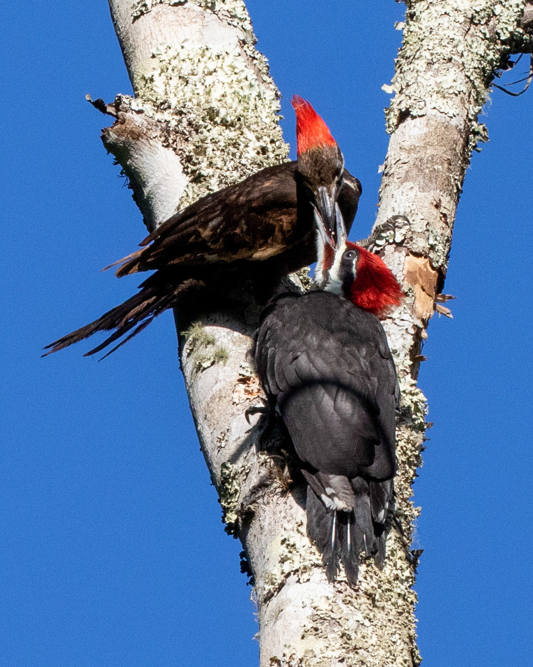 Female Pileated Woodpecker & feeding fledgling