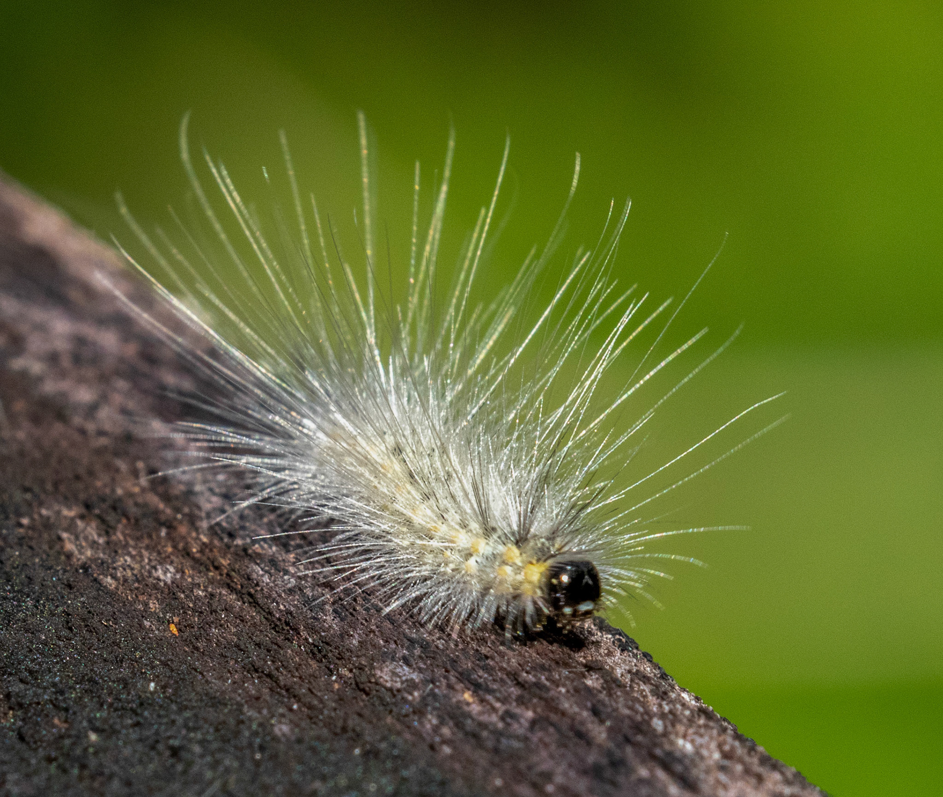 Tiger Moth Caterpillar