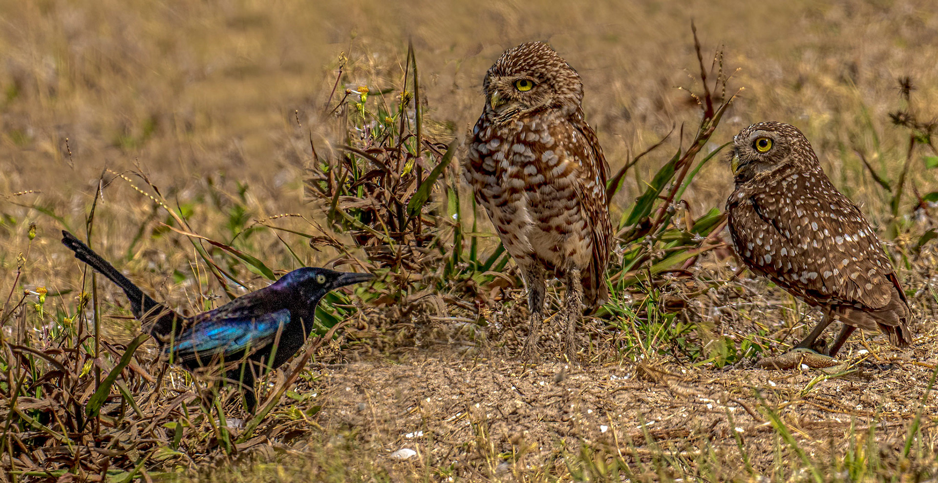 Great-tailed Grackle Intruder