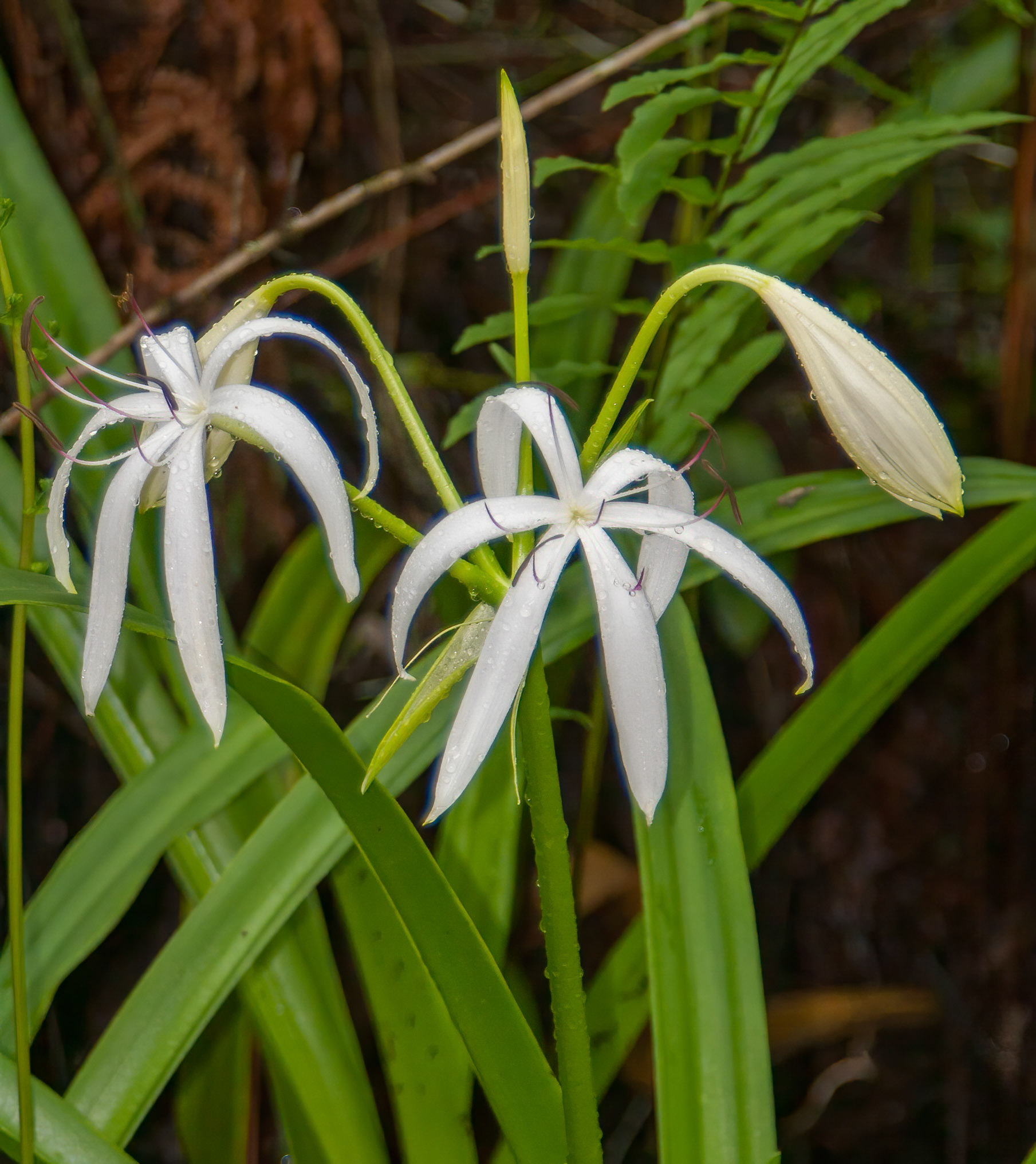 Swamp Lilly