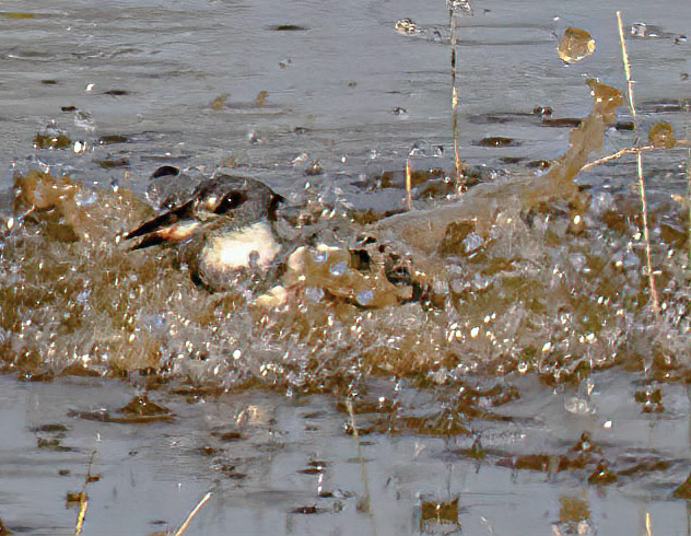 Belted Kingfisher - sequence