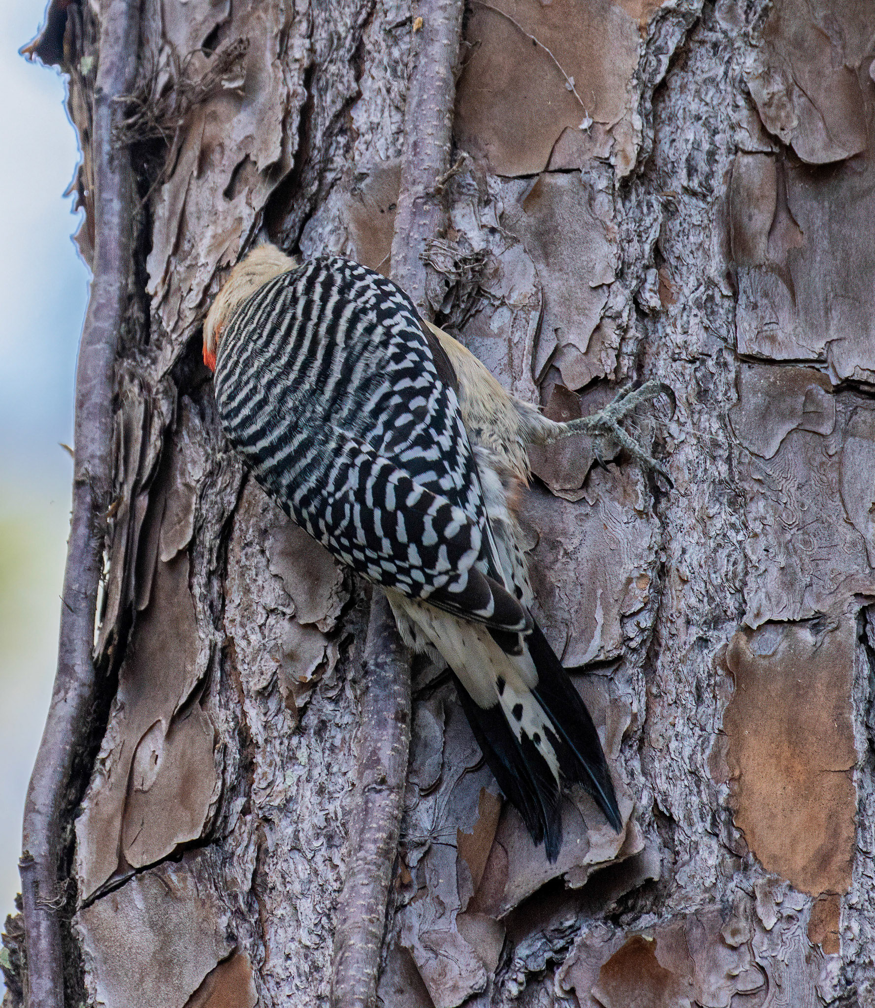 Feeding beneath the pine bark
