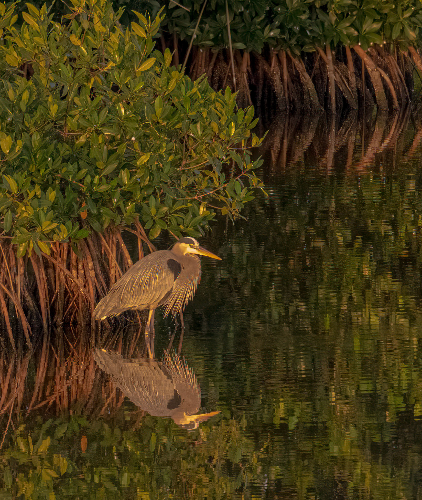 Great Blue Heron