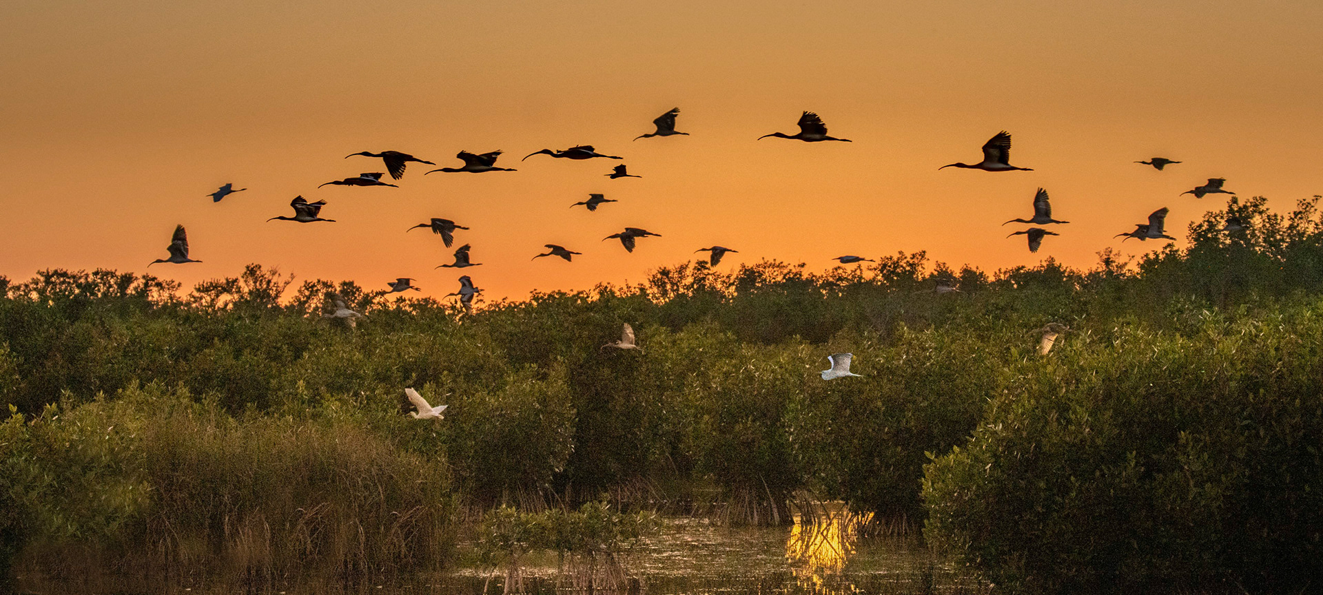 A sundown fly-in to roosting mangroves