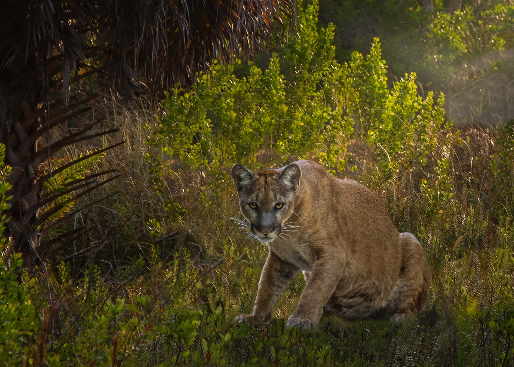 Florida Panther (Graphic Art)