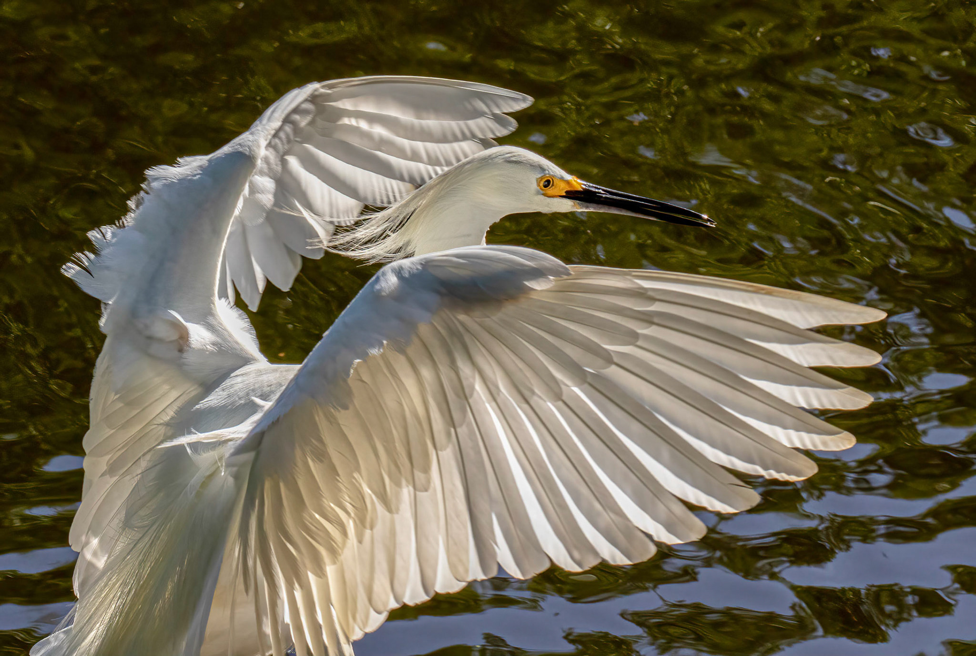 Snowy Egret - Feeding Sequence