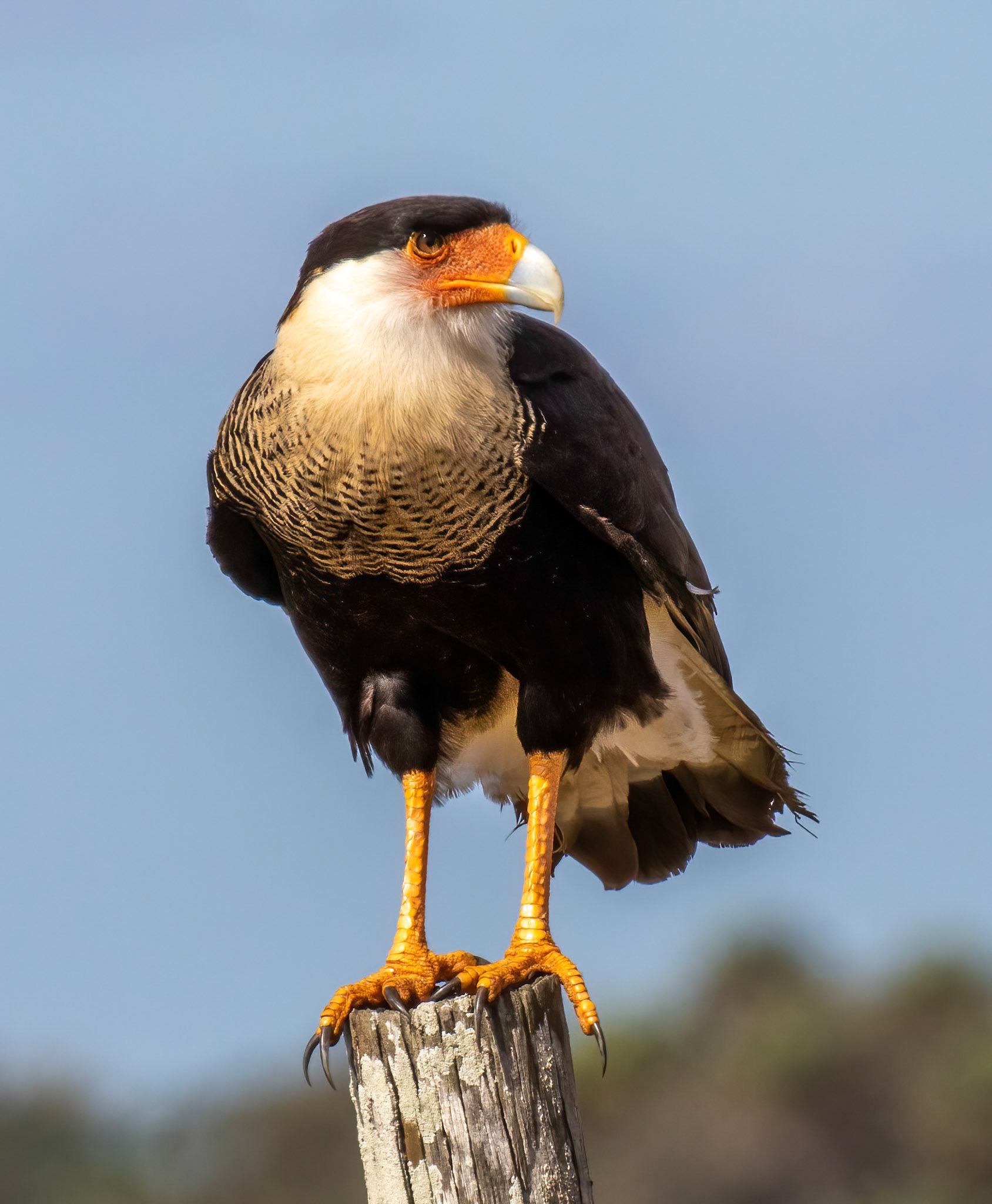 Crested Caracara - member of the falcon family