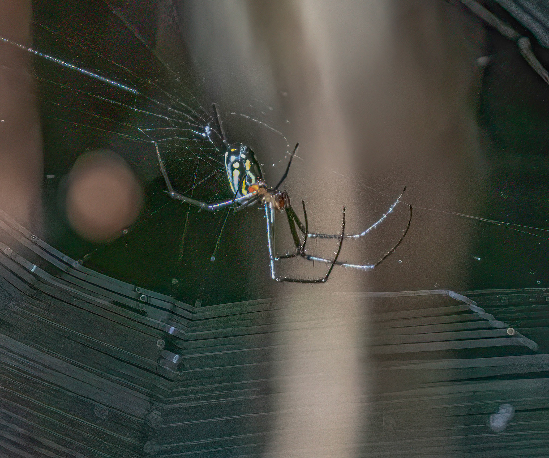 Orchard Orbweaver