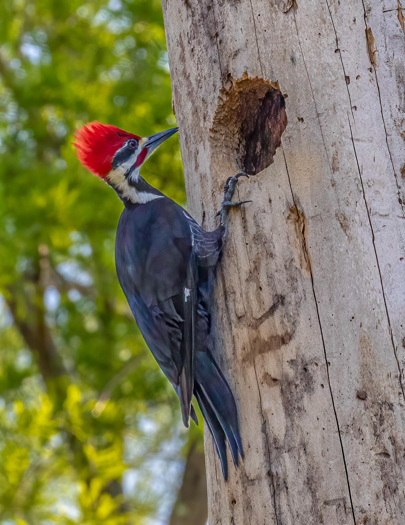 Pileated Woodpecker nest building sequence