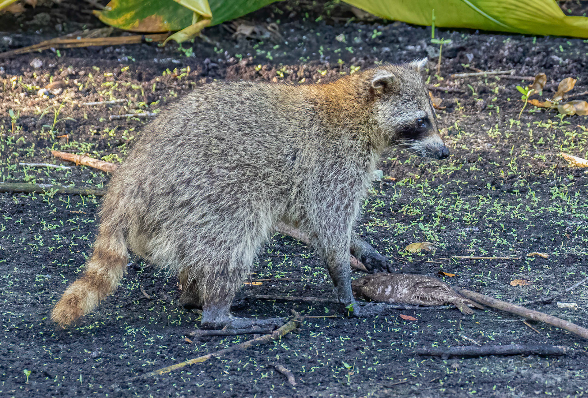 Raccoons also help with the "clean-up"