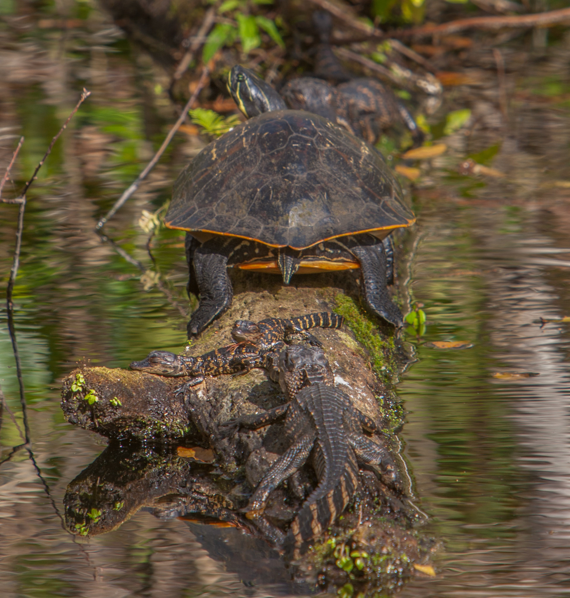 Peninsula Cooter & a pod of hatchling alligators
