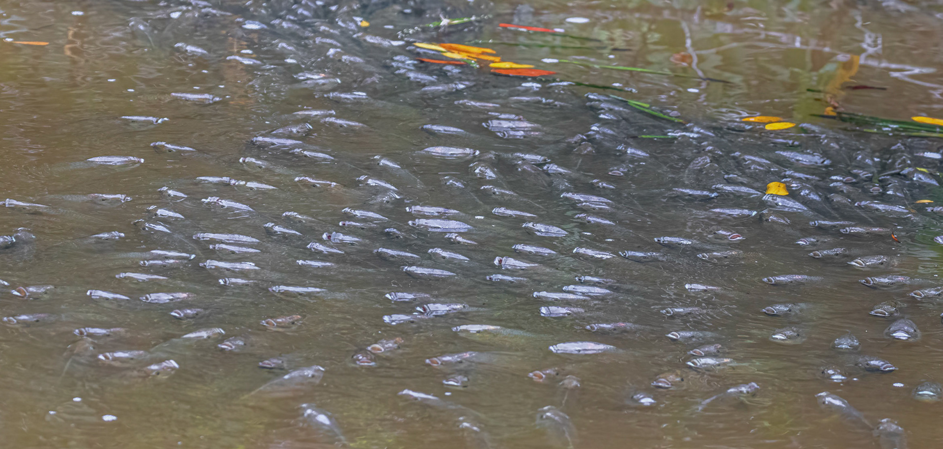 Beginning of "die-off" as fish gulp for air