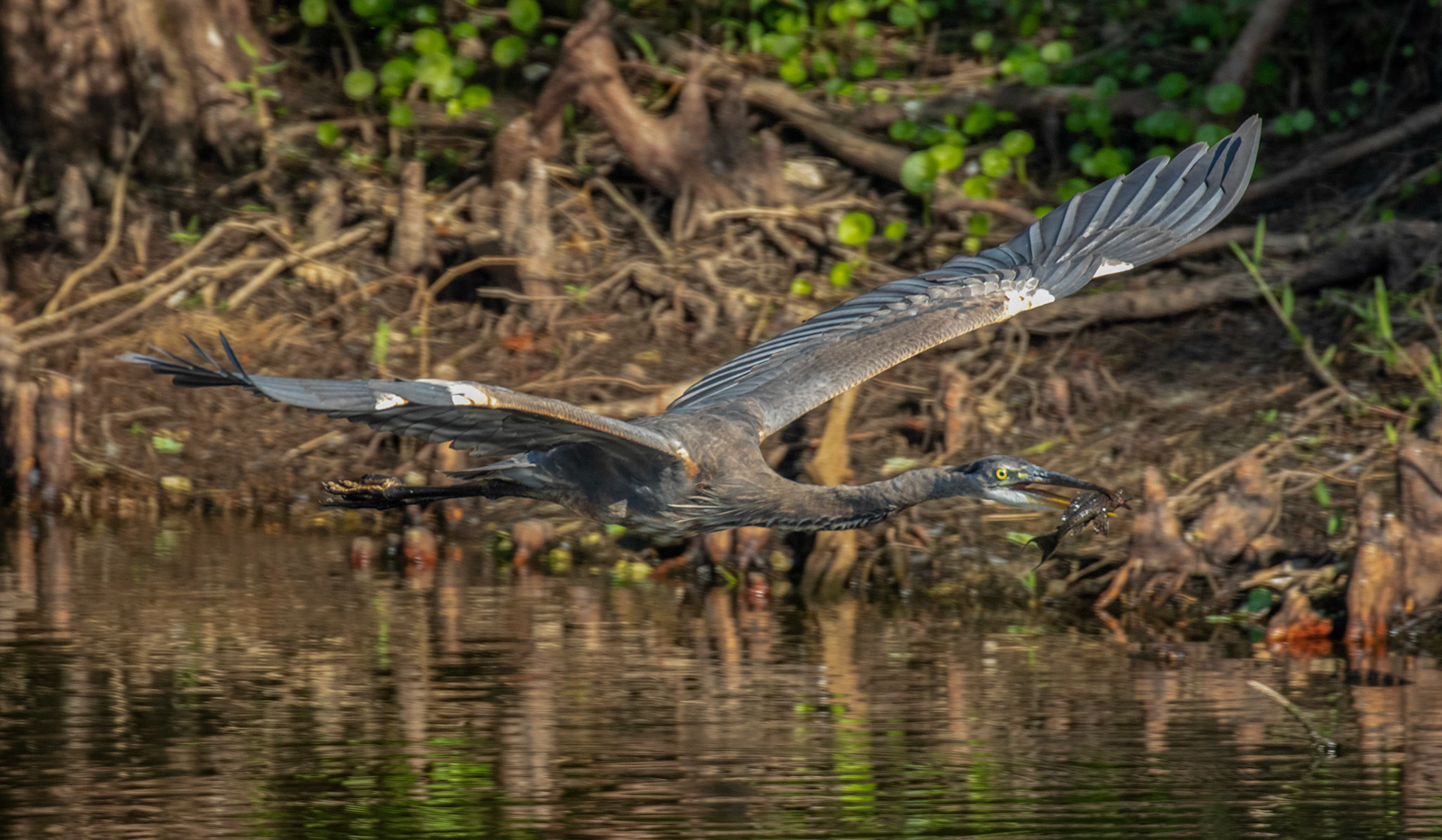 Great Blue Heron