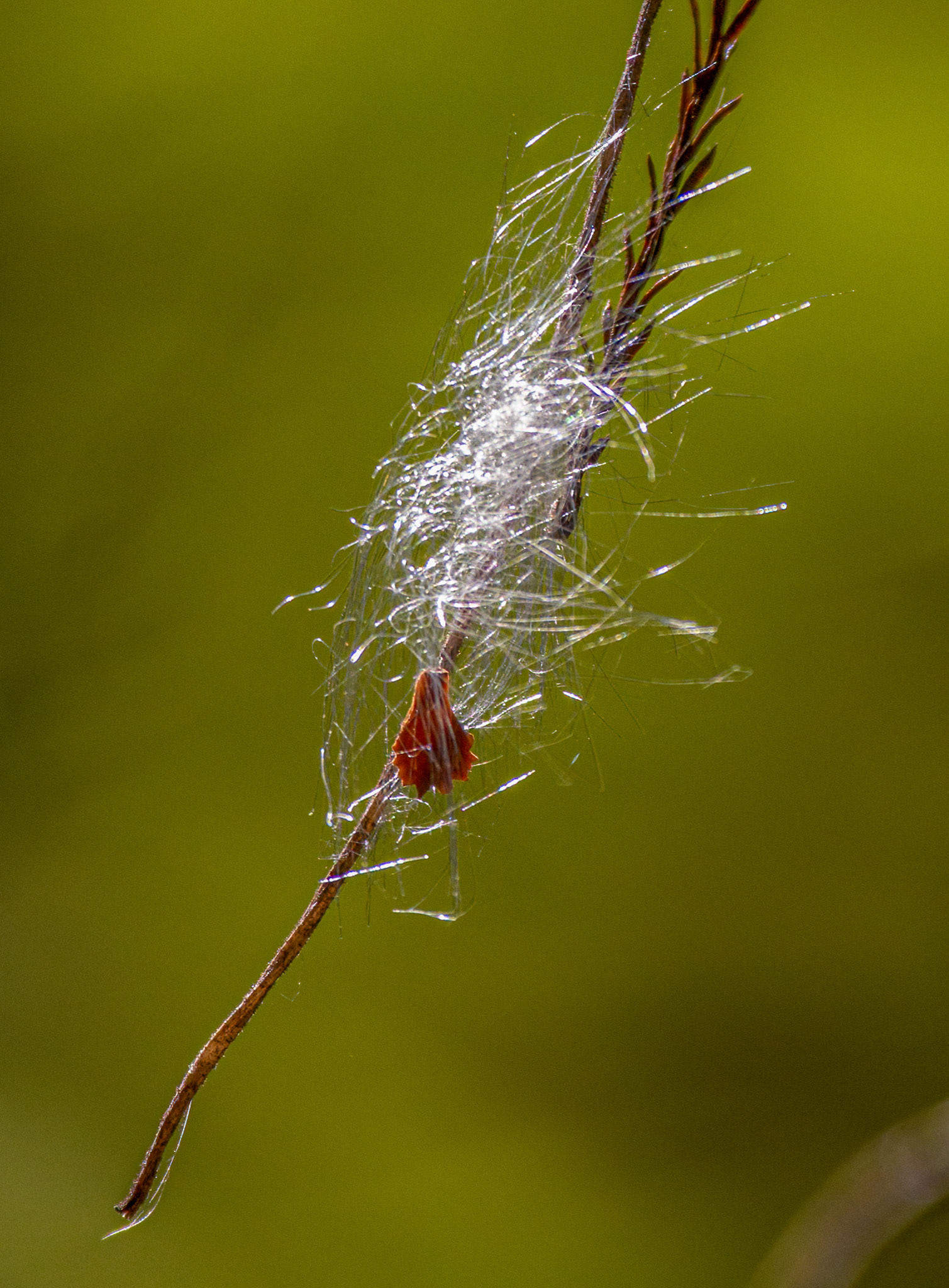 Starbellied Orbweaver