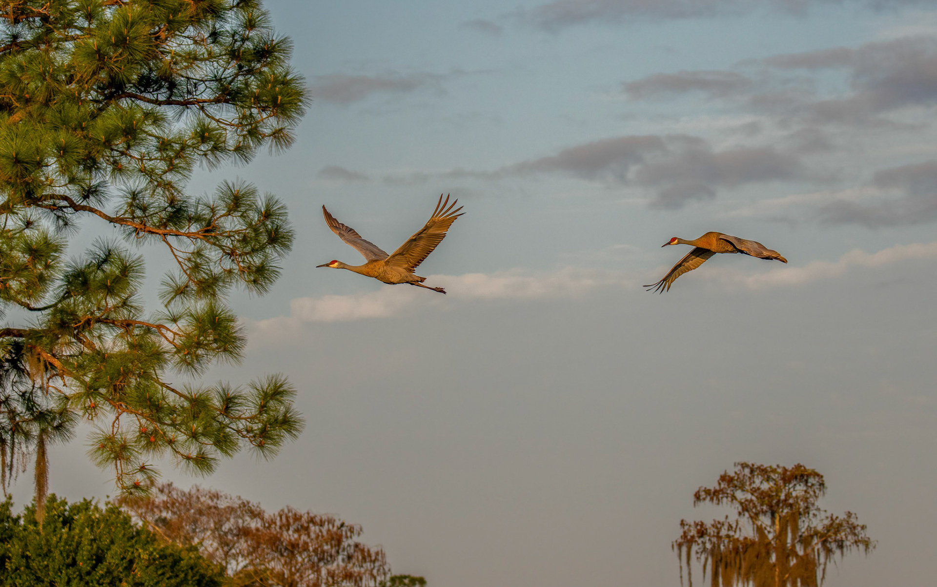 The Sandhill Crane’s call is a loud, rolling, trumpeting sound.