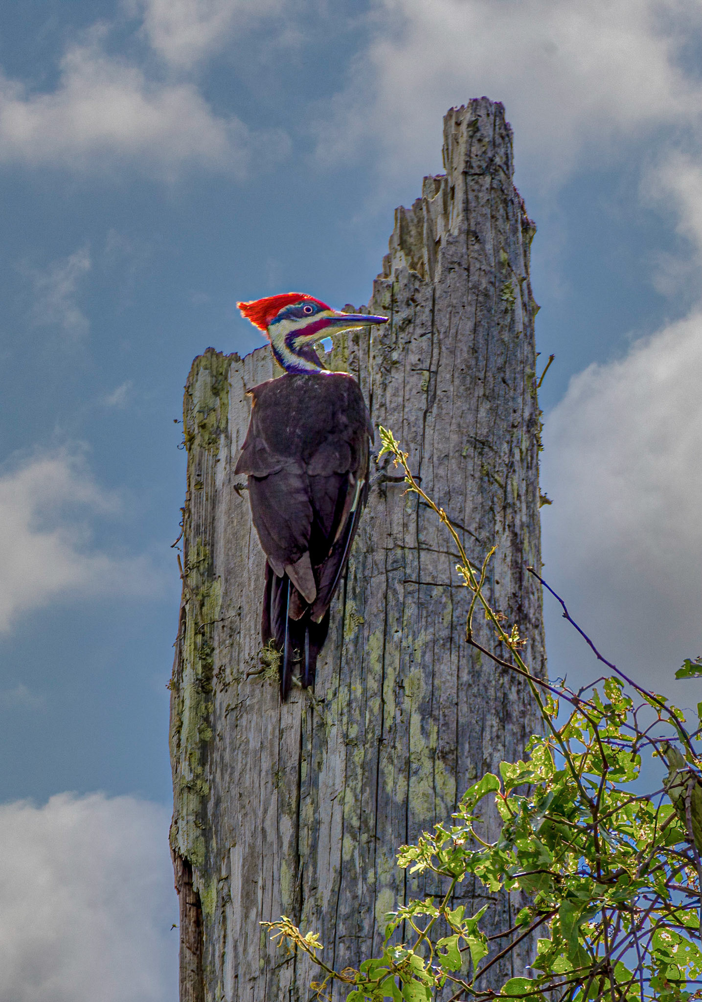 Pileated Woodpecker