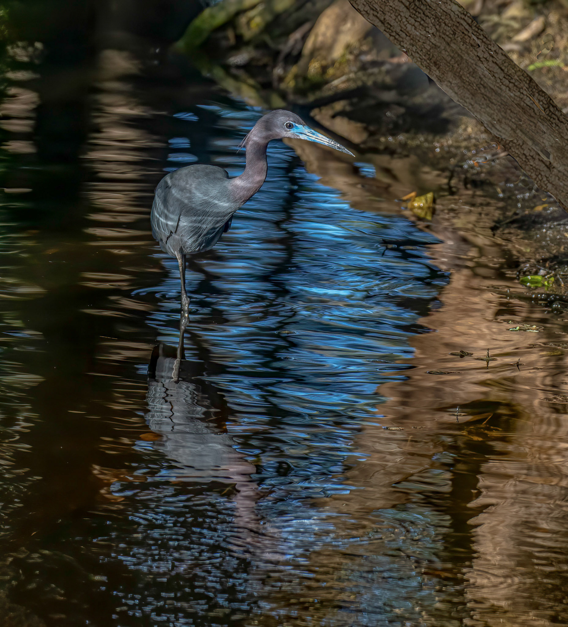 Little Blue Heron