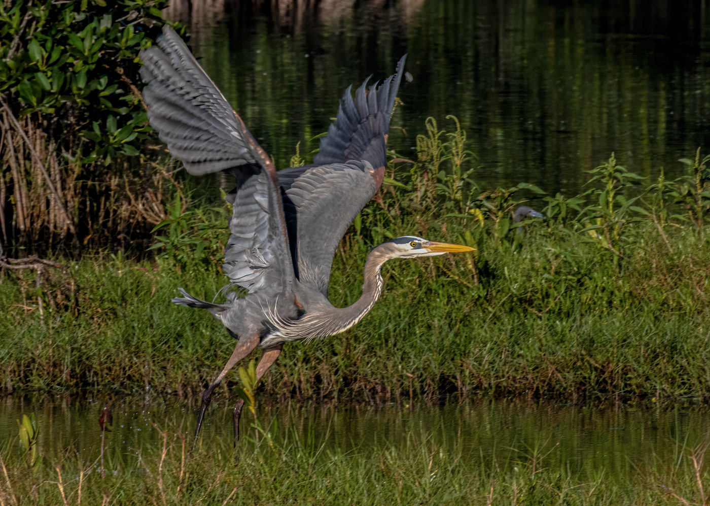 Great Blue Heron