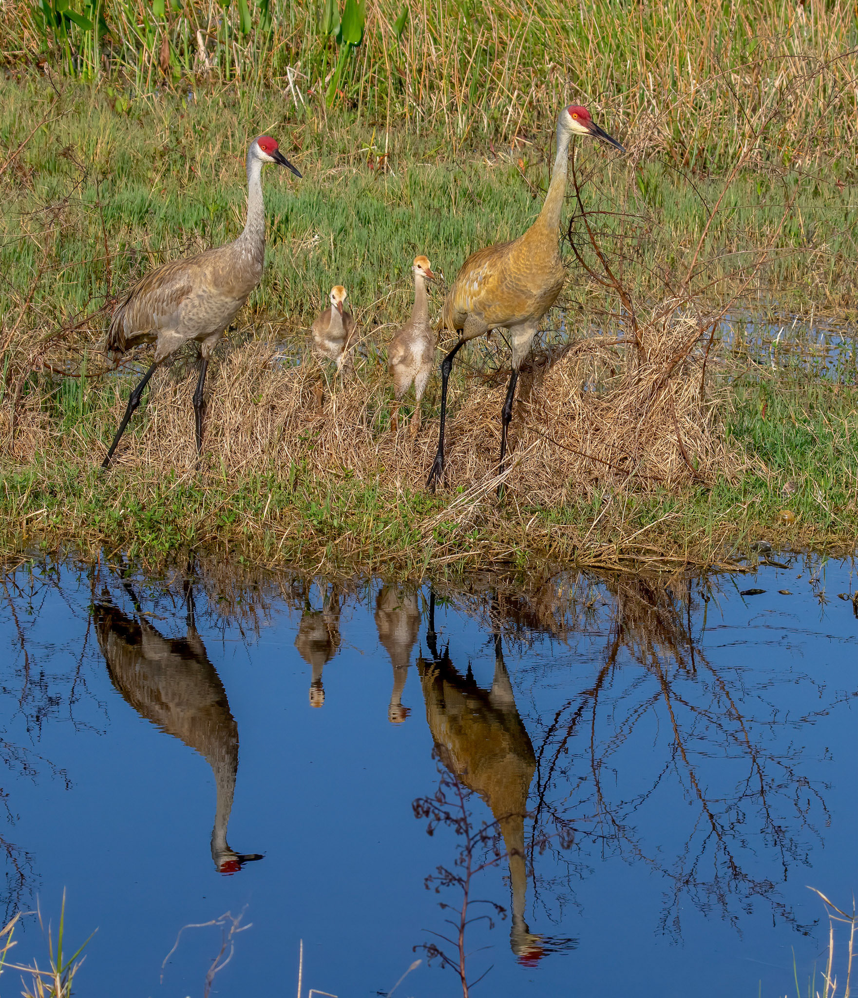 Juveniles stick close by their parents for 9 or 10 months after hatching.