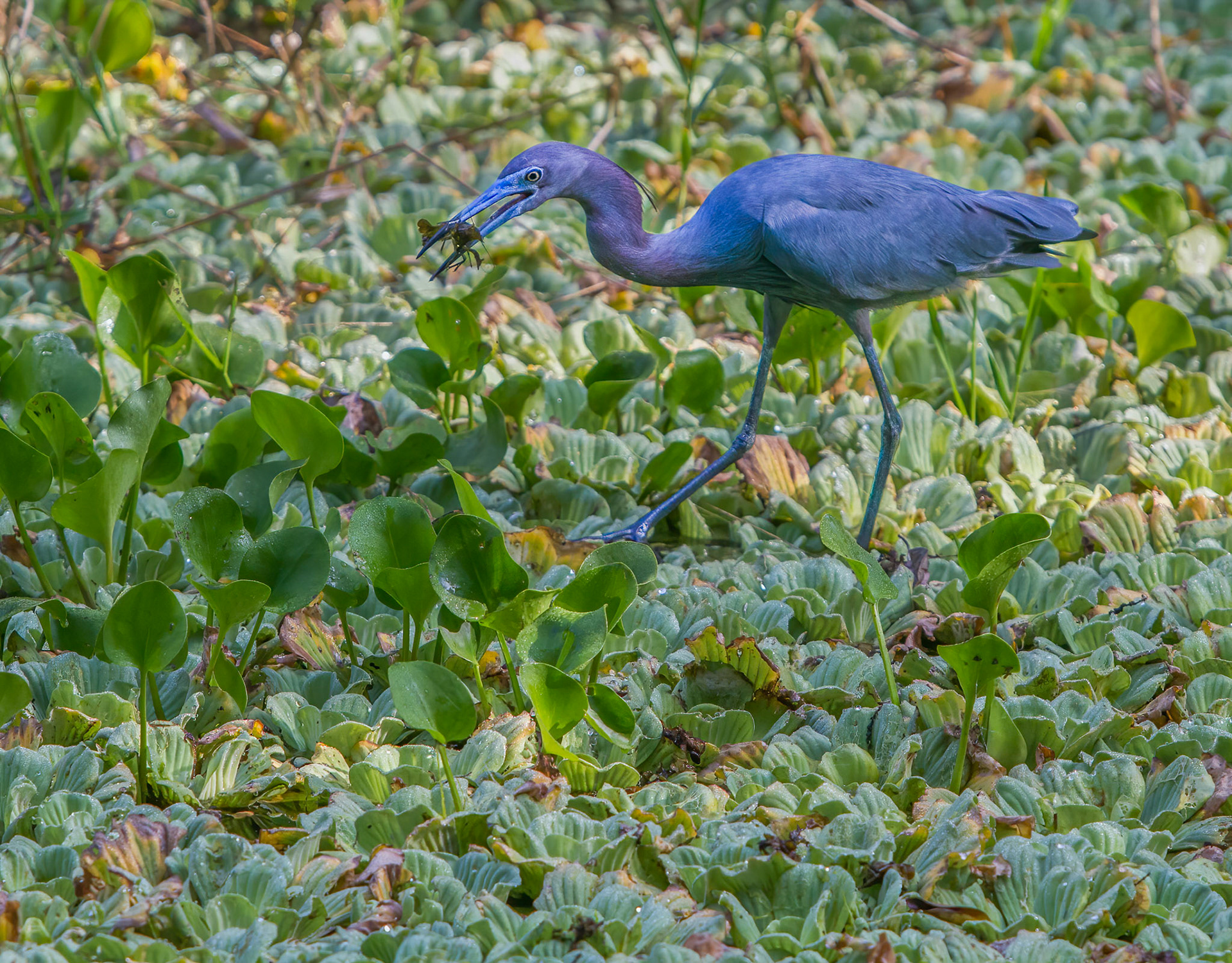 Little Blue Heron