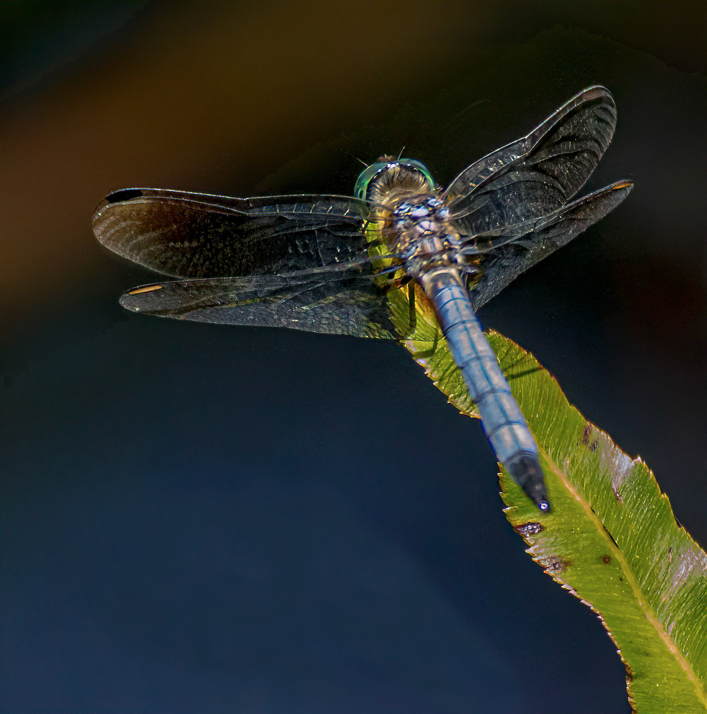 Blue Dasher Dragonfly