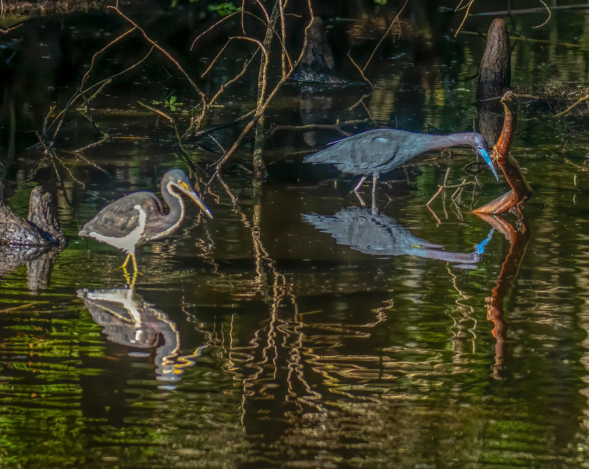 Size comparison of Tricolored Heron, Little Blue Heron & Green Heron