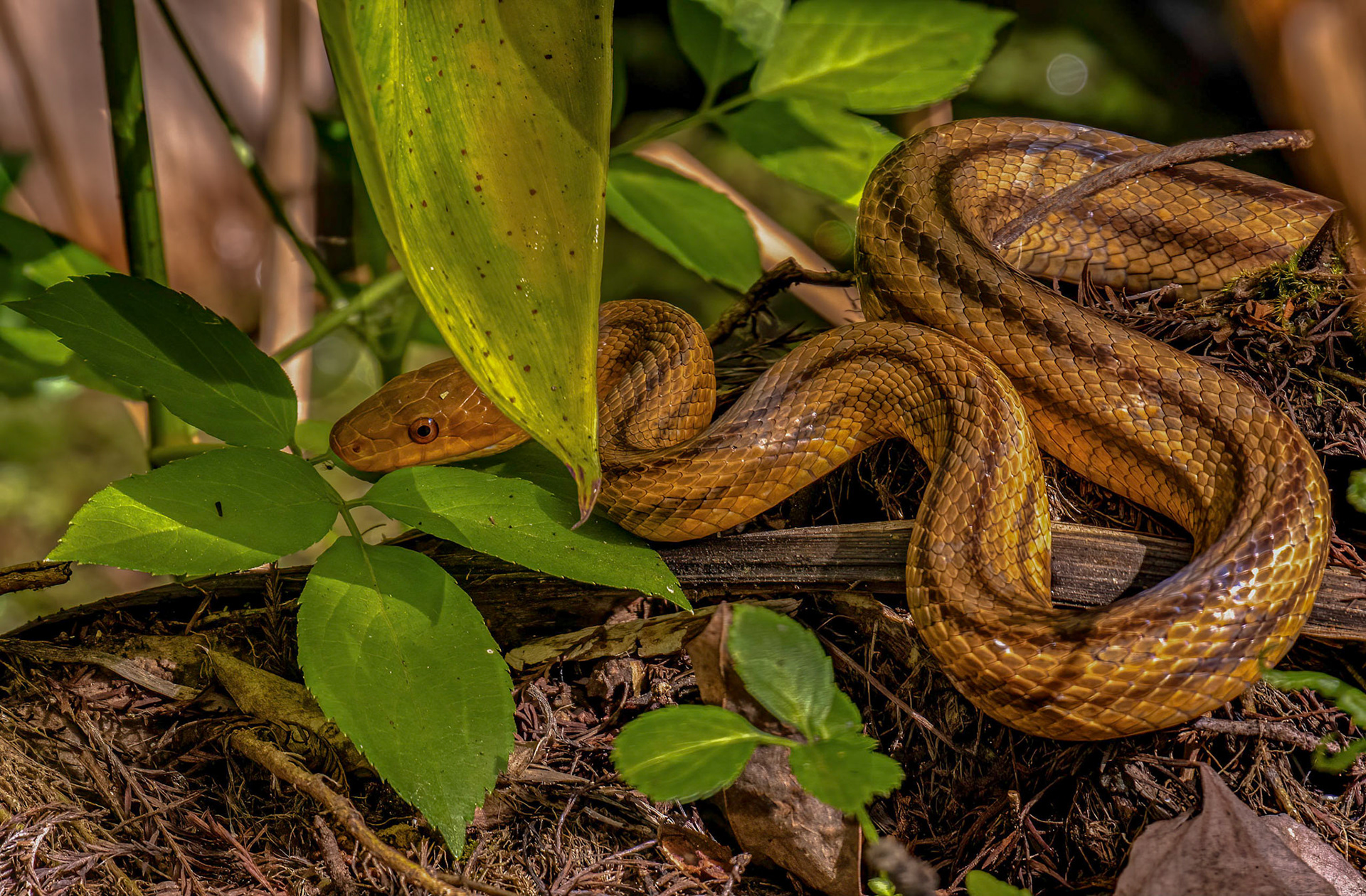 Everglades Ratsnake