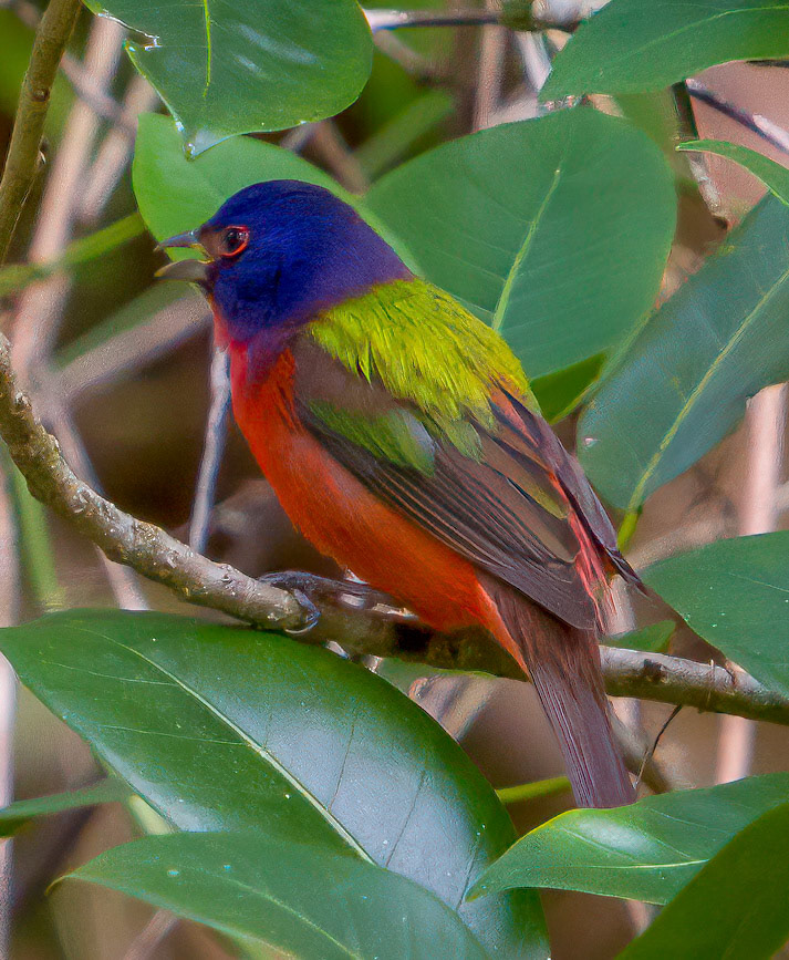 Painted Bunting - breeding male