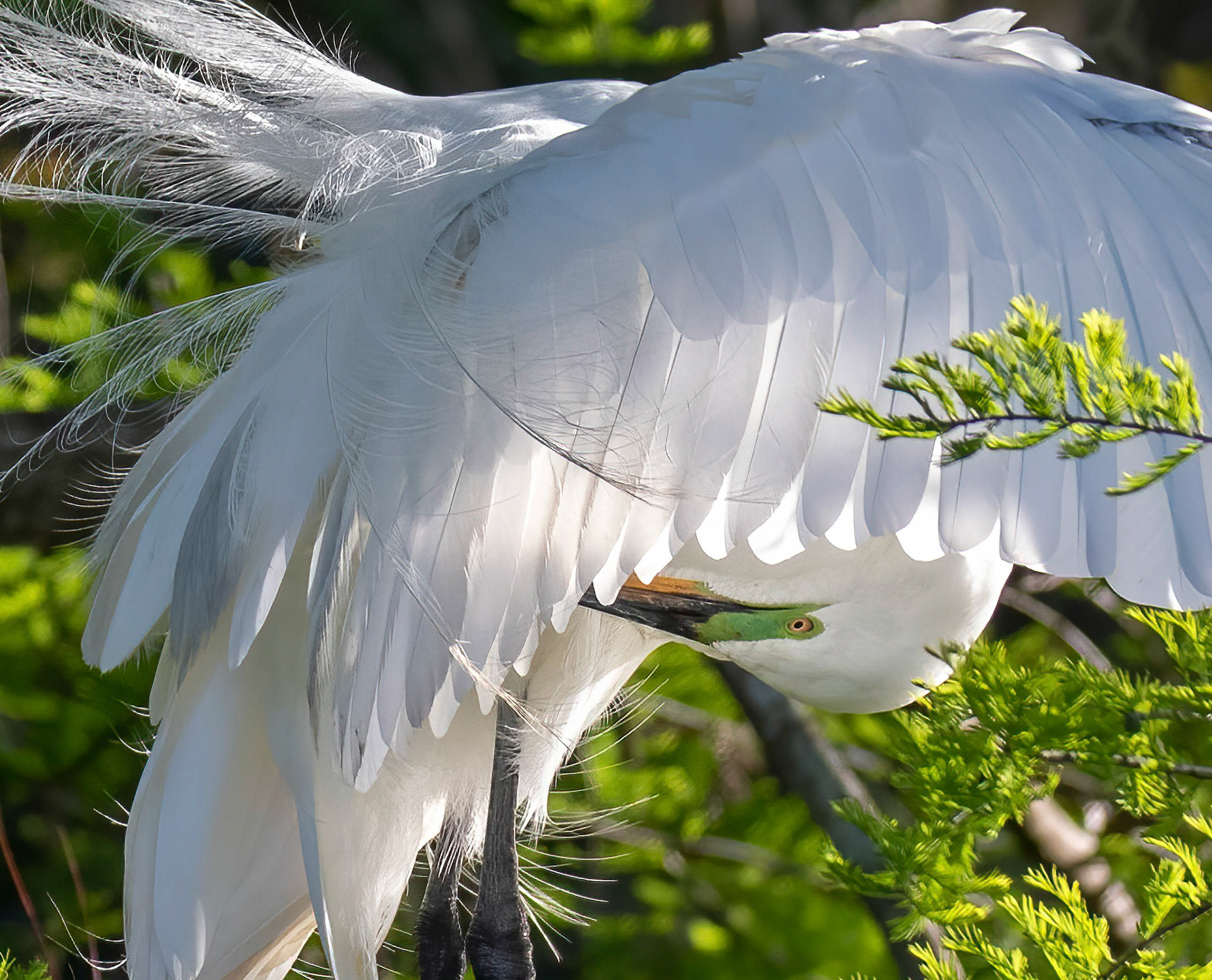 Great Egret in Breeding Plumage & Green Eye Patches