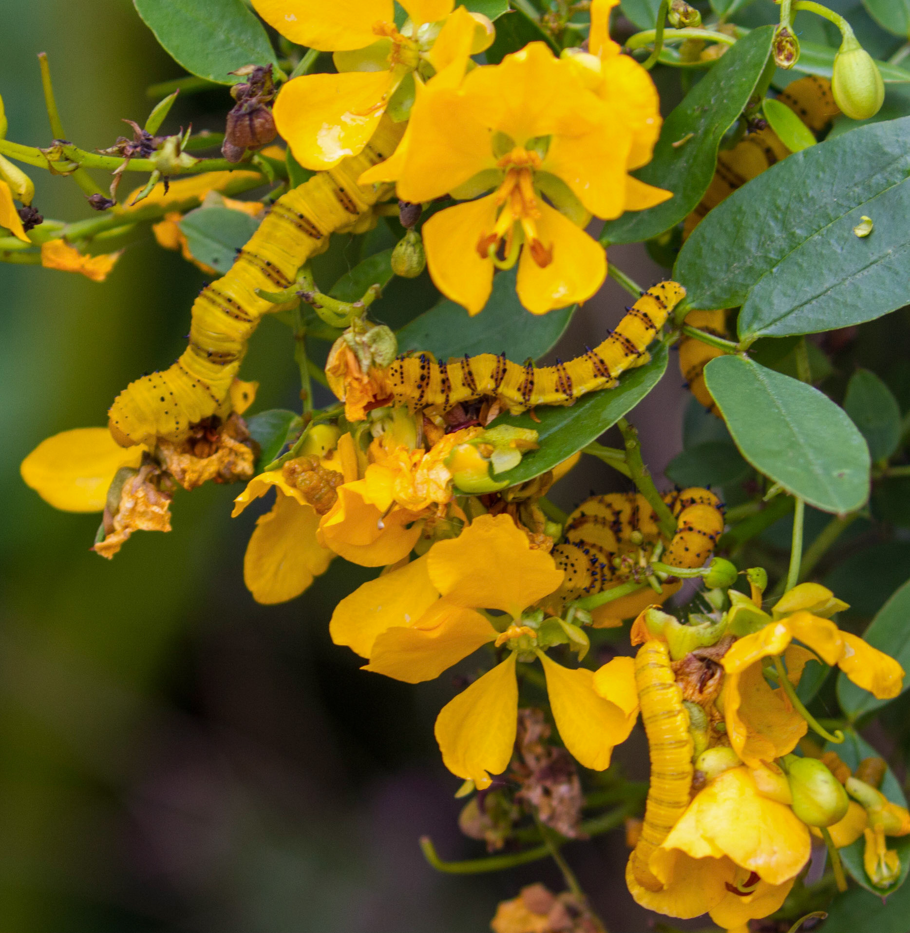 Cloudless Sulphur Caterpillars on Yellow Orchids