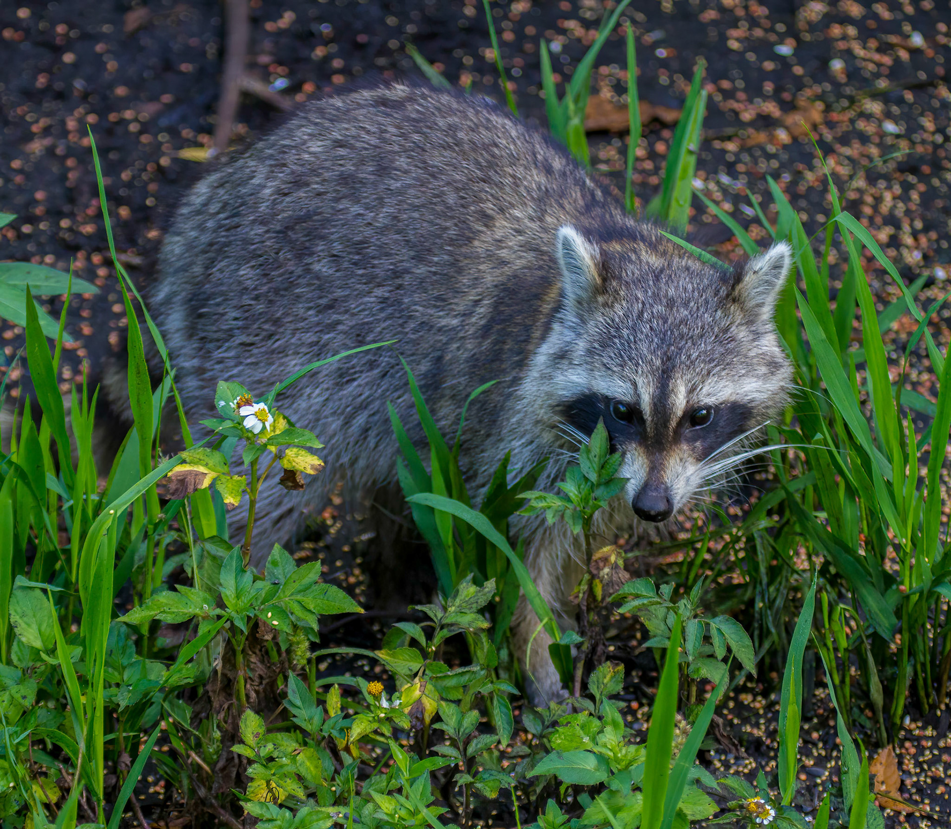 Raccoon