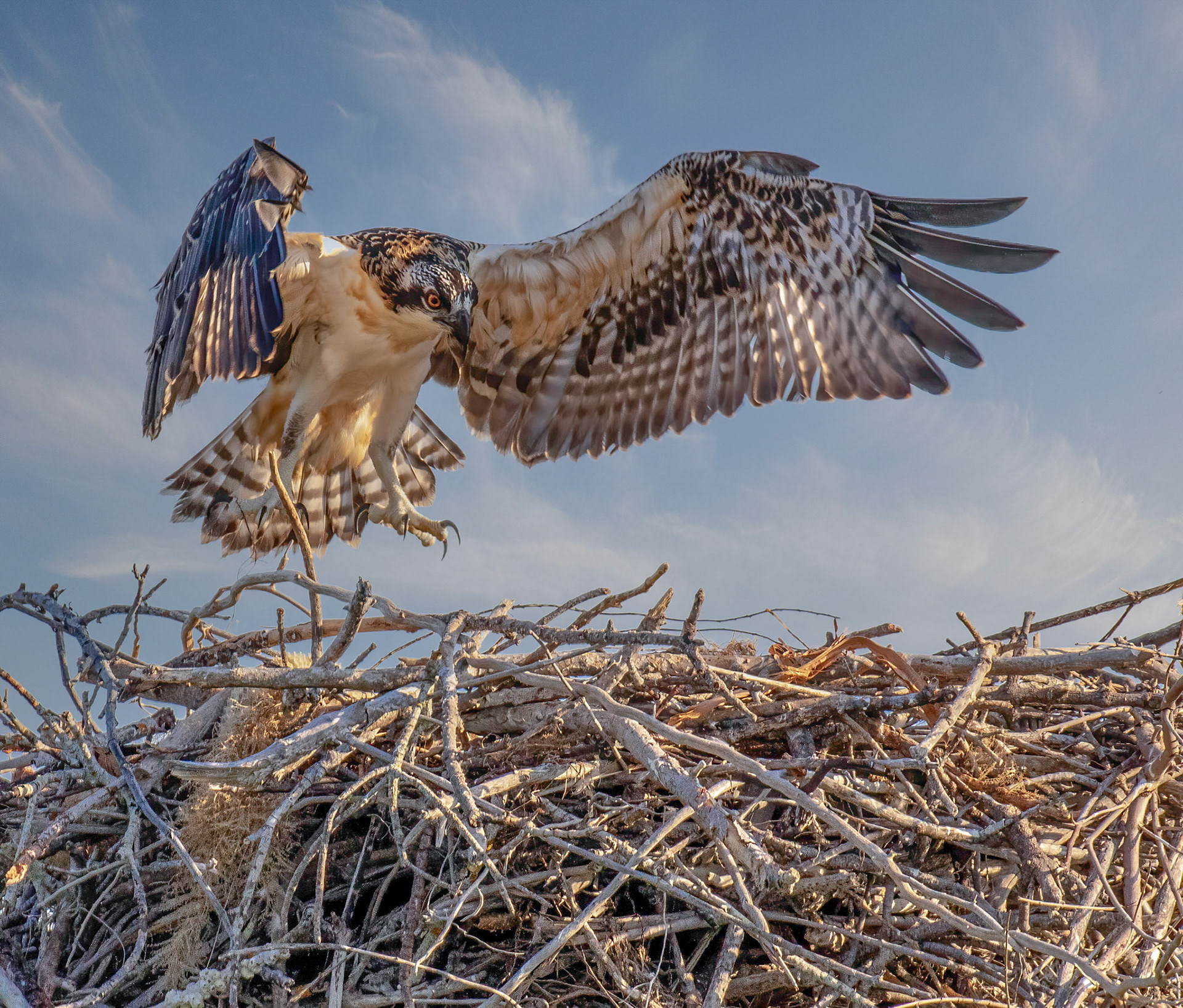 Branching & preparing to fledge