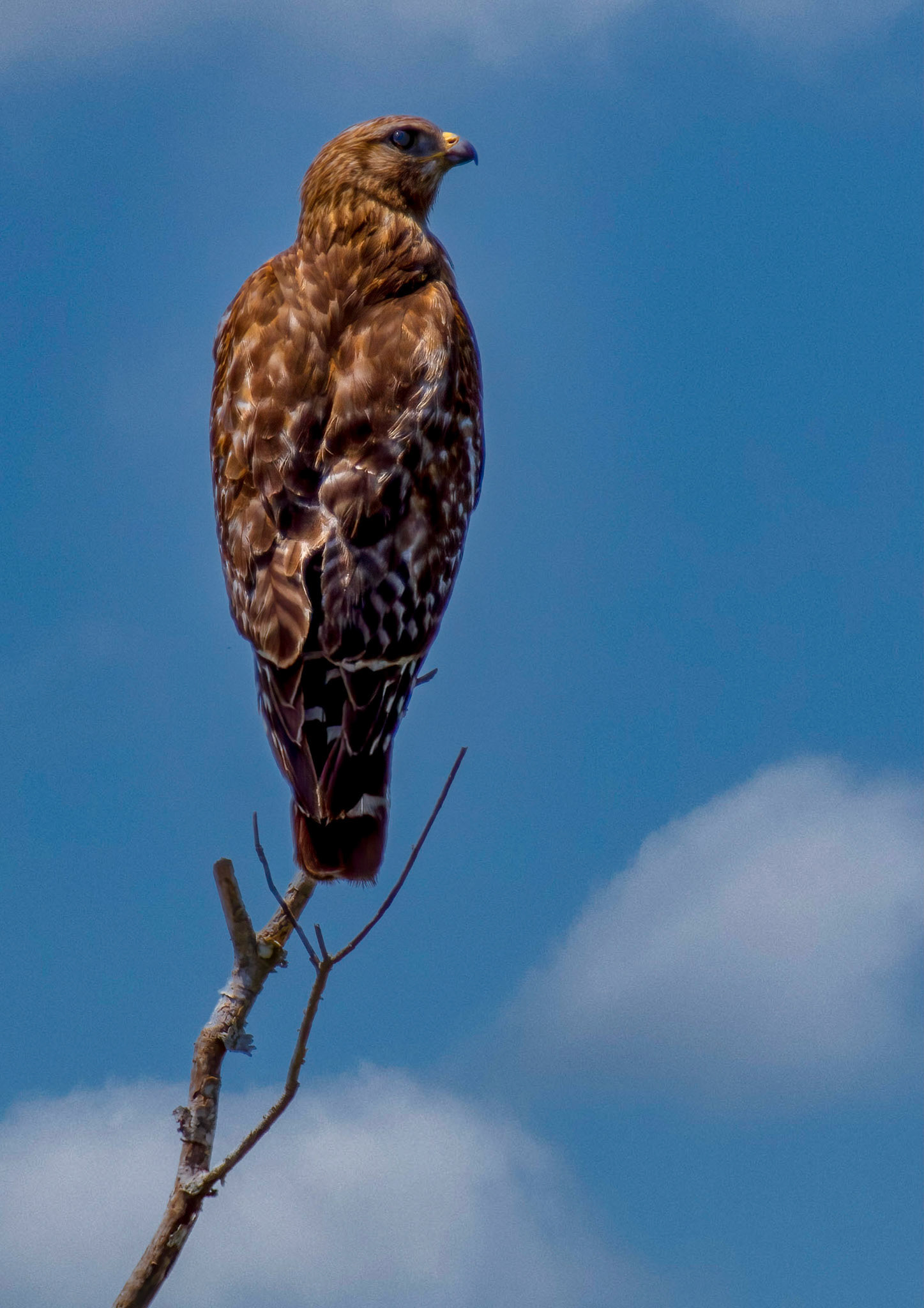 Snail Kite