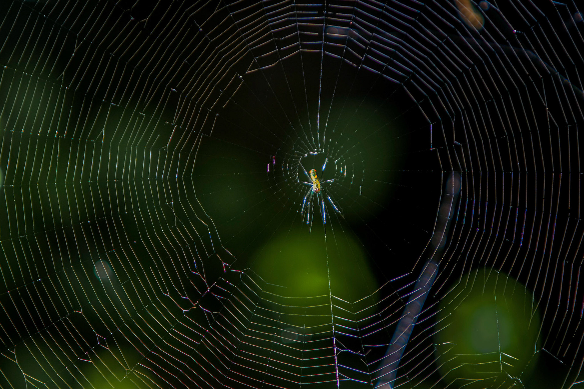 Orchard Orbweaver